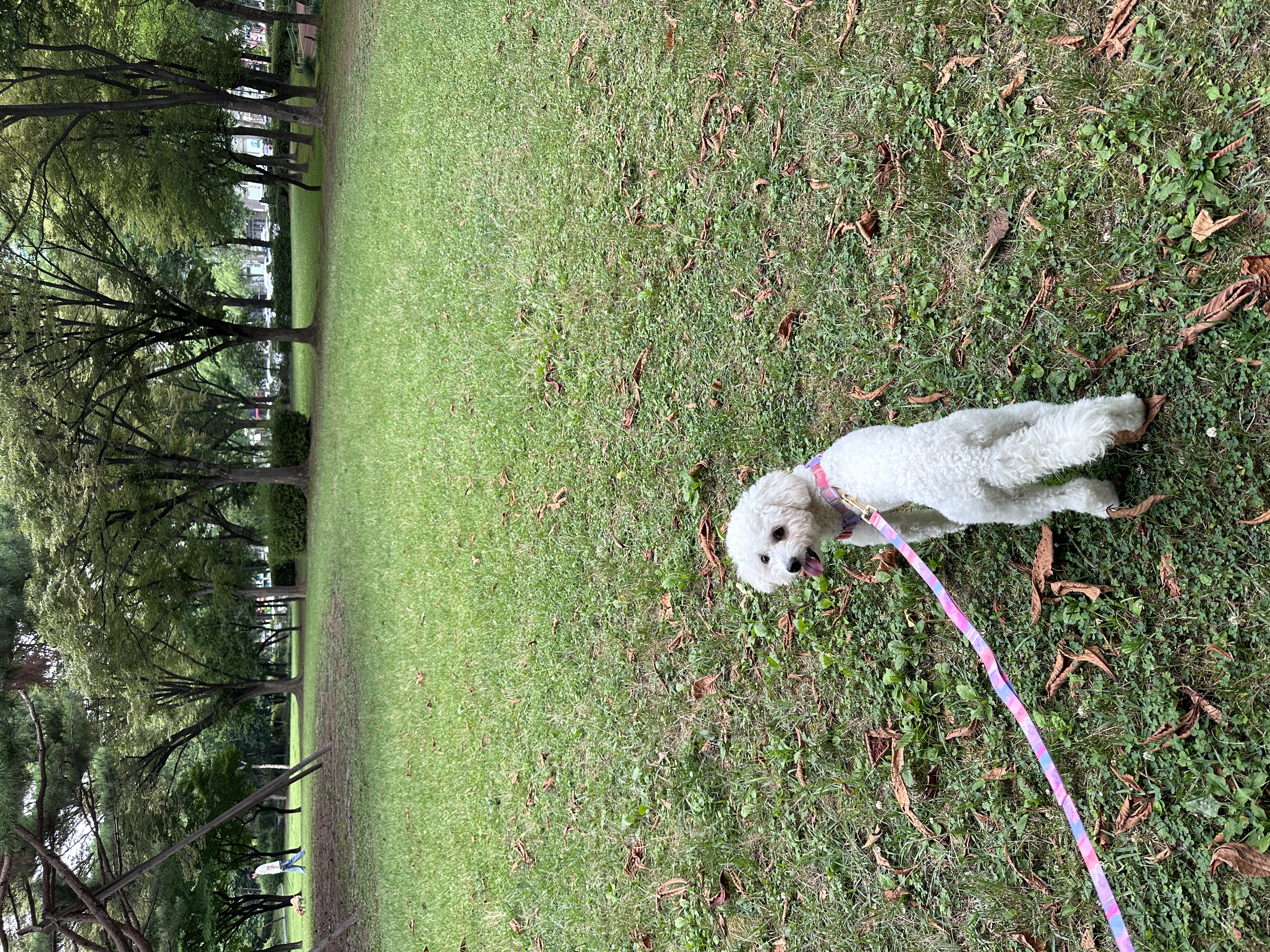 에피 입양 100일 (보령 머찌)