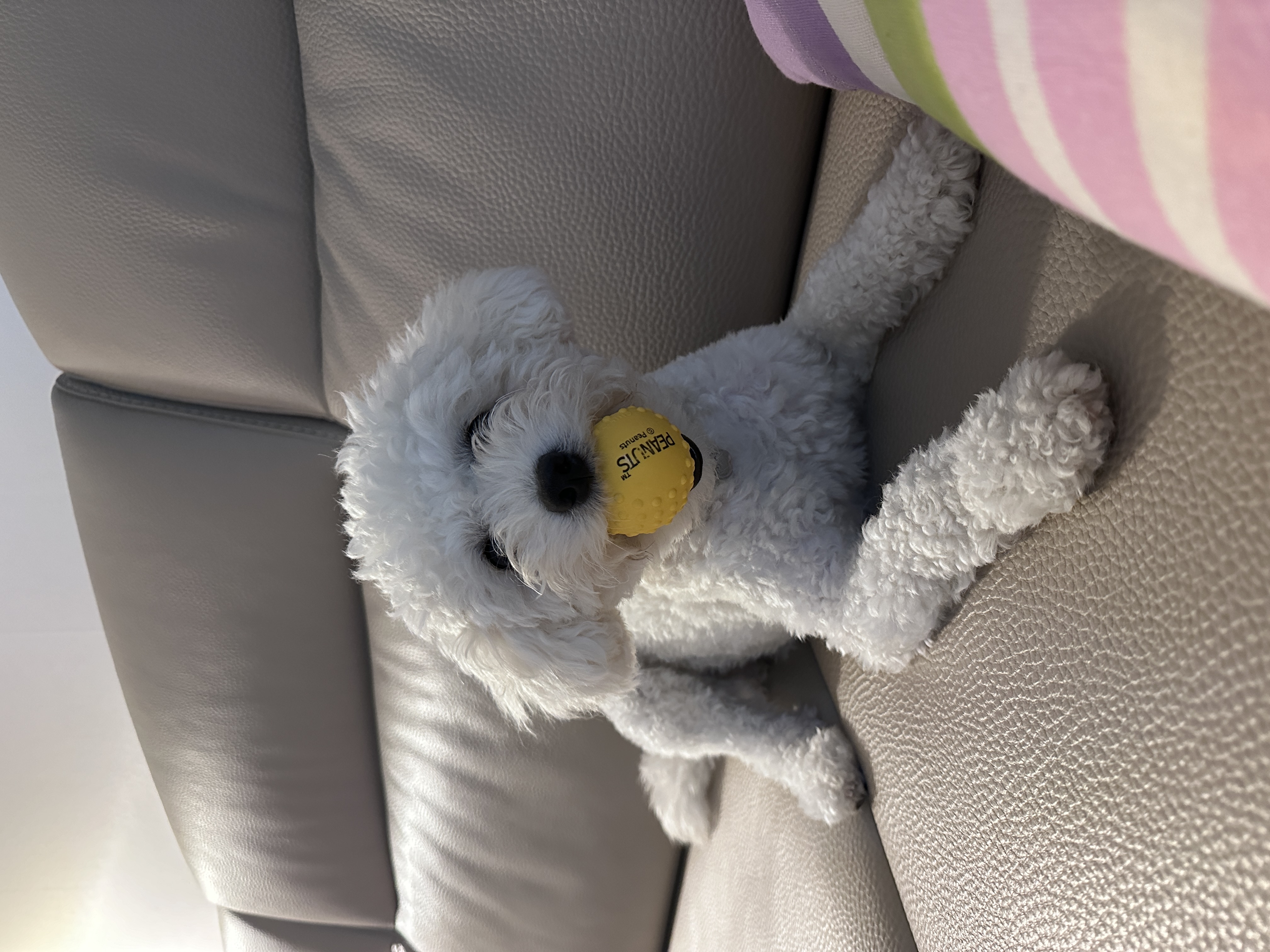 에피 입양 100일 (보령 머찌)