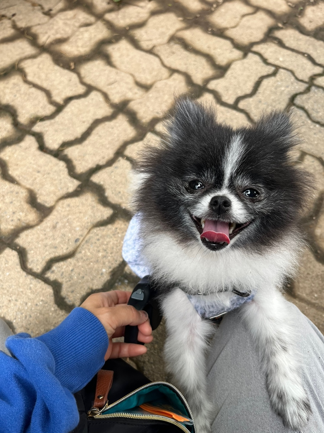 보령번식장 퐁퐁이 3개월 후기입니다~