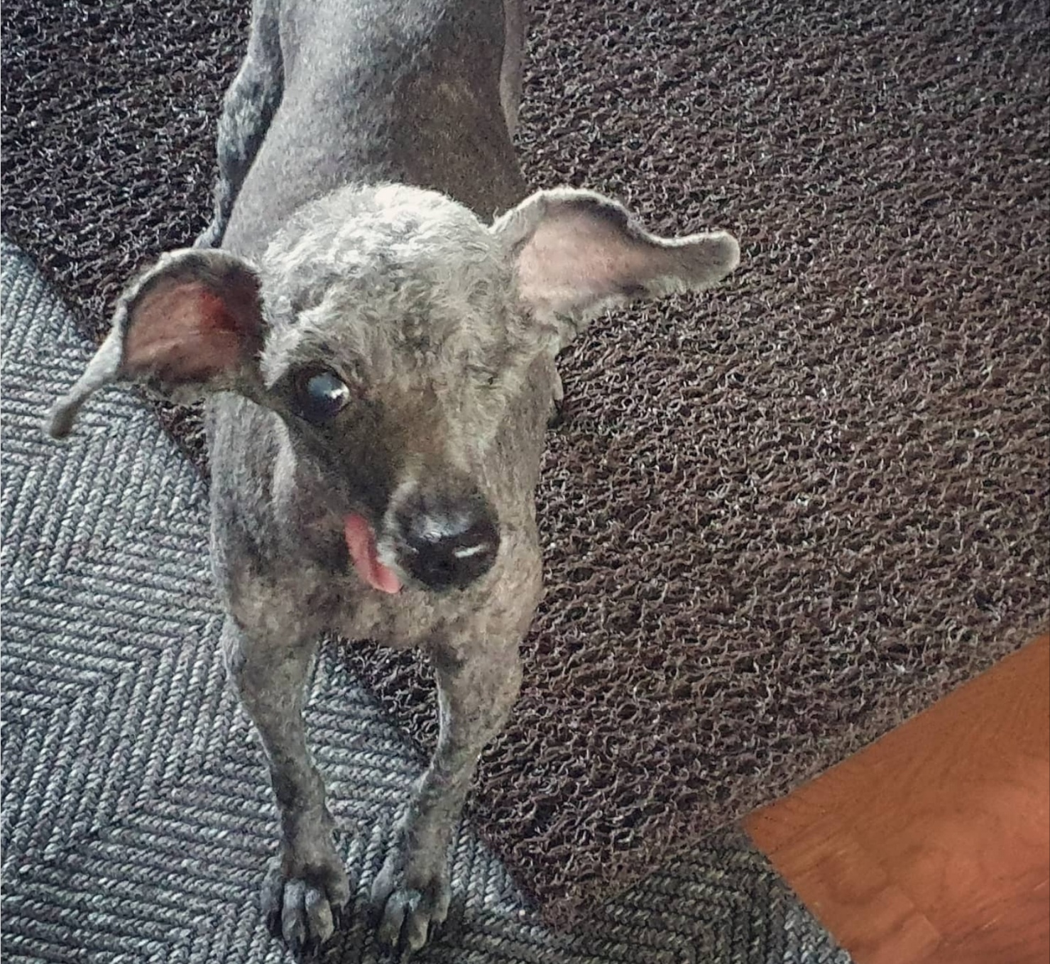 엘라가 하늘나라로 영원한 여행을 떠났습니다.