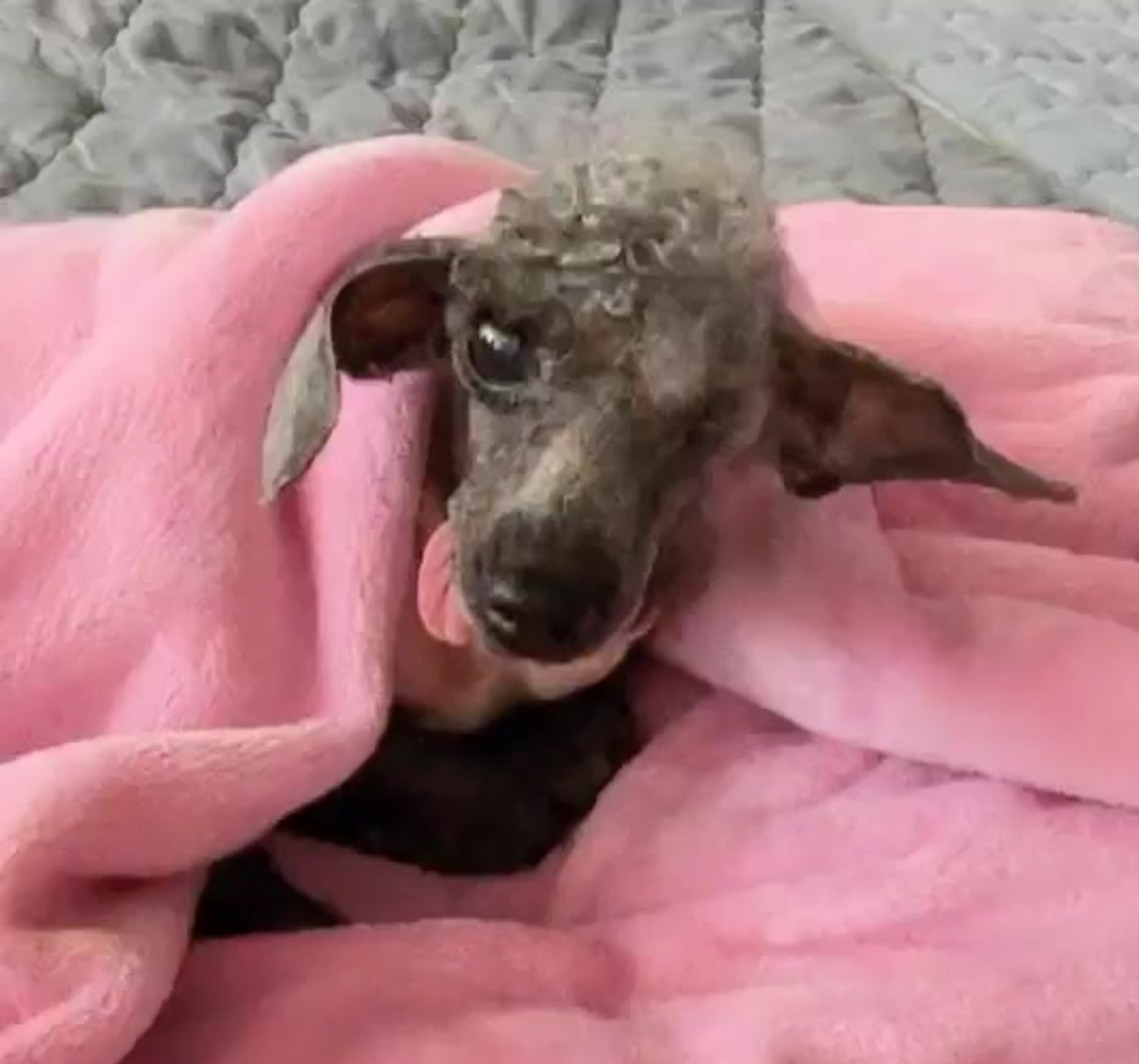 엘라가 하늘나라로 영원한 여행을 떠났습니다.