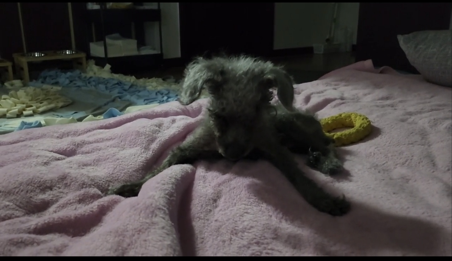 엘라가 하늘나라로 영원한 여행을 떠났습니다.