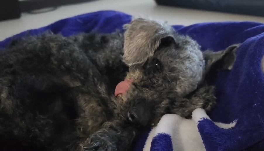 엘라가 하늘나라로 영원한 여행을 떠났습니다.