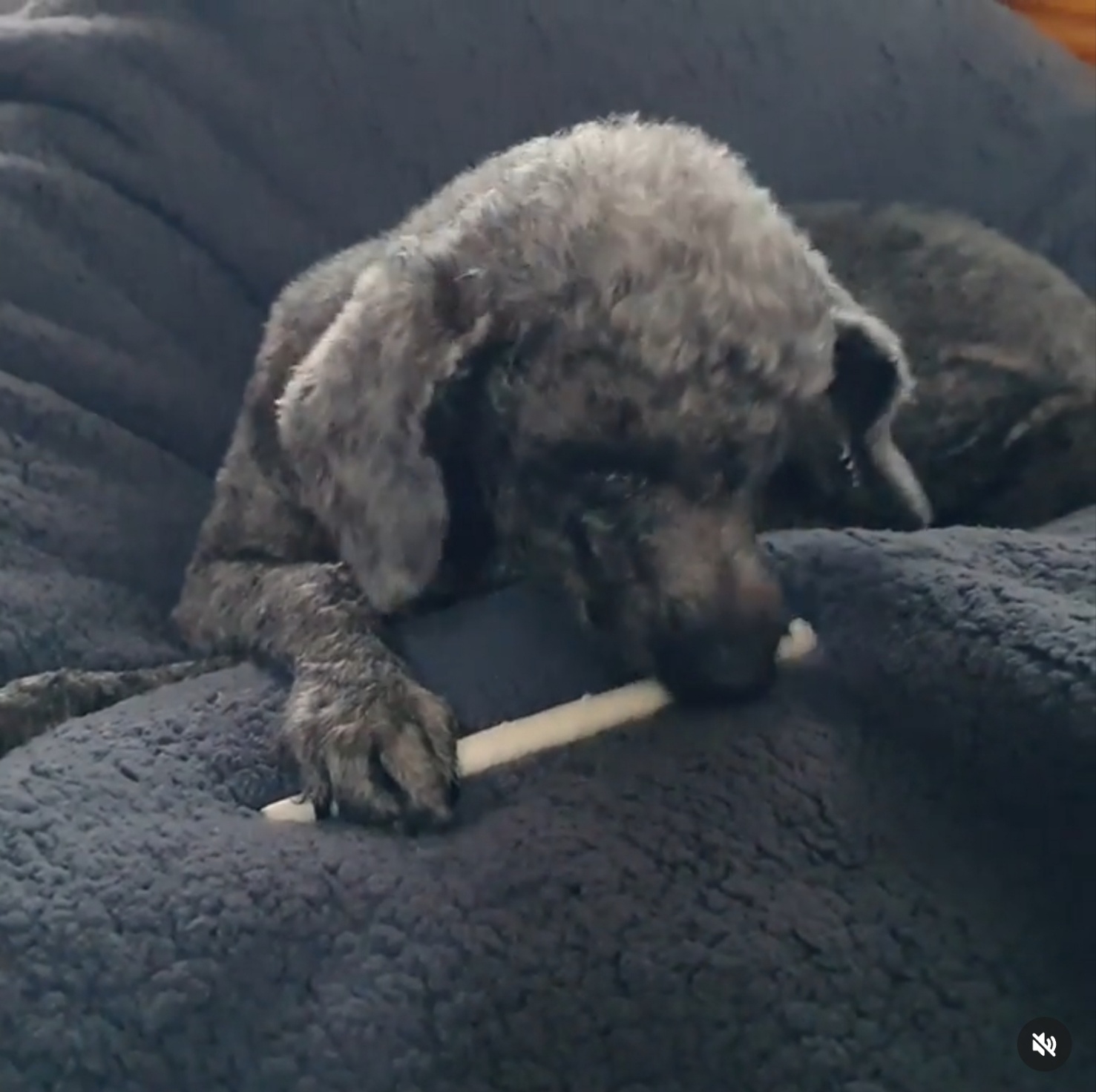 엘라가 하늘나라로 영원한 여행을 떠났습니다.