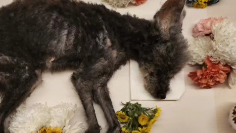 엘라가 하늘나라로 영원한 여행을 떠났습니다.