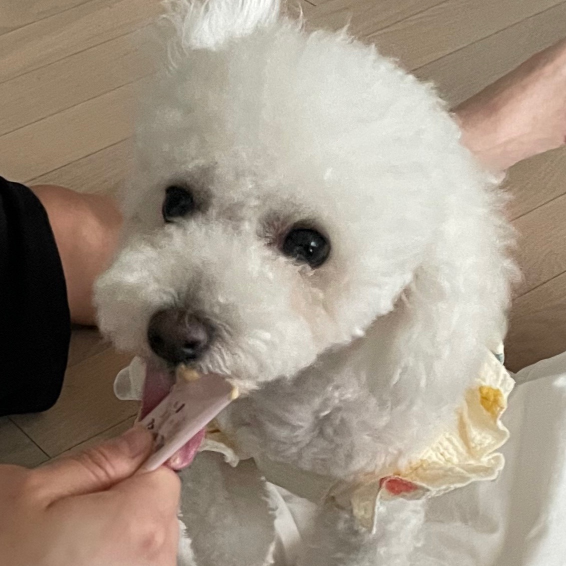 모찌(전 아름이)의 세달째 이야기 