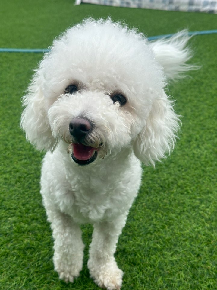 모찌(전 아름이)의 세달째 이야기 