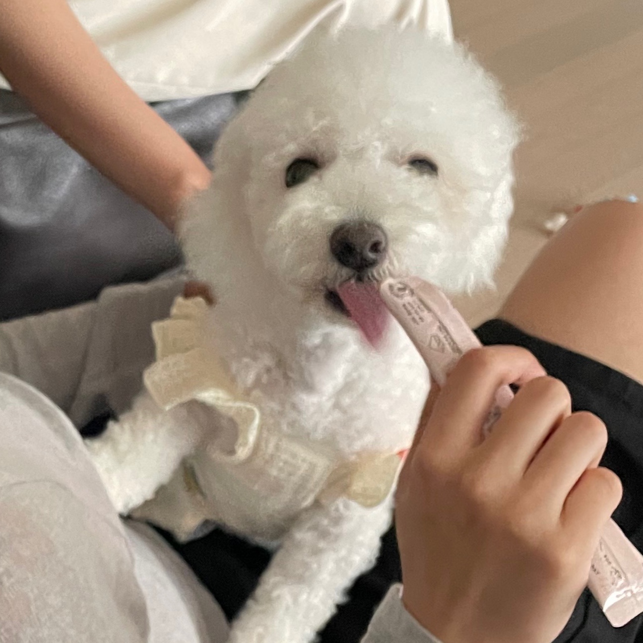 모찌(전 아름이)의 세달째 이야기 