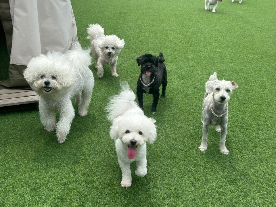 모찌(전 아름이)의 세달째 이야기 