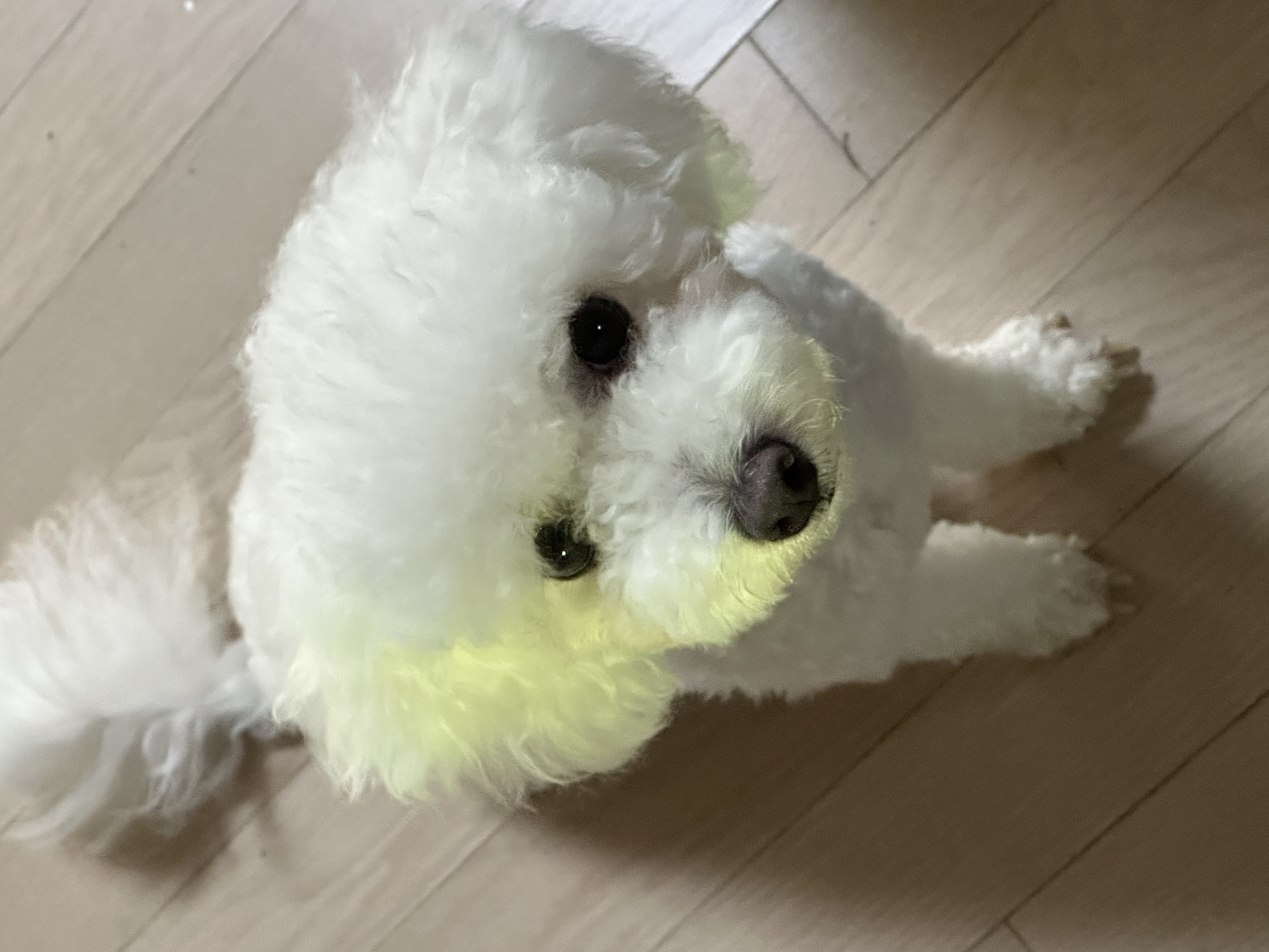 모찌(전 아름이)의 세달째 이야기 