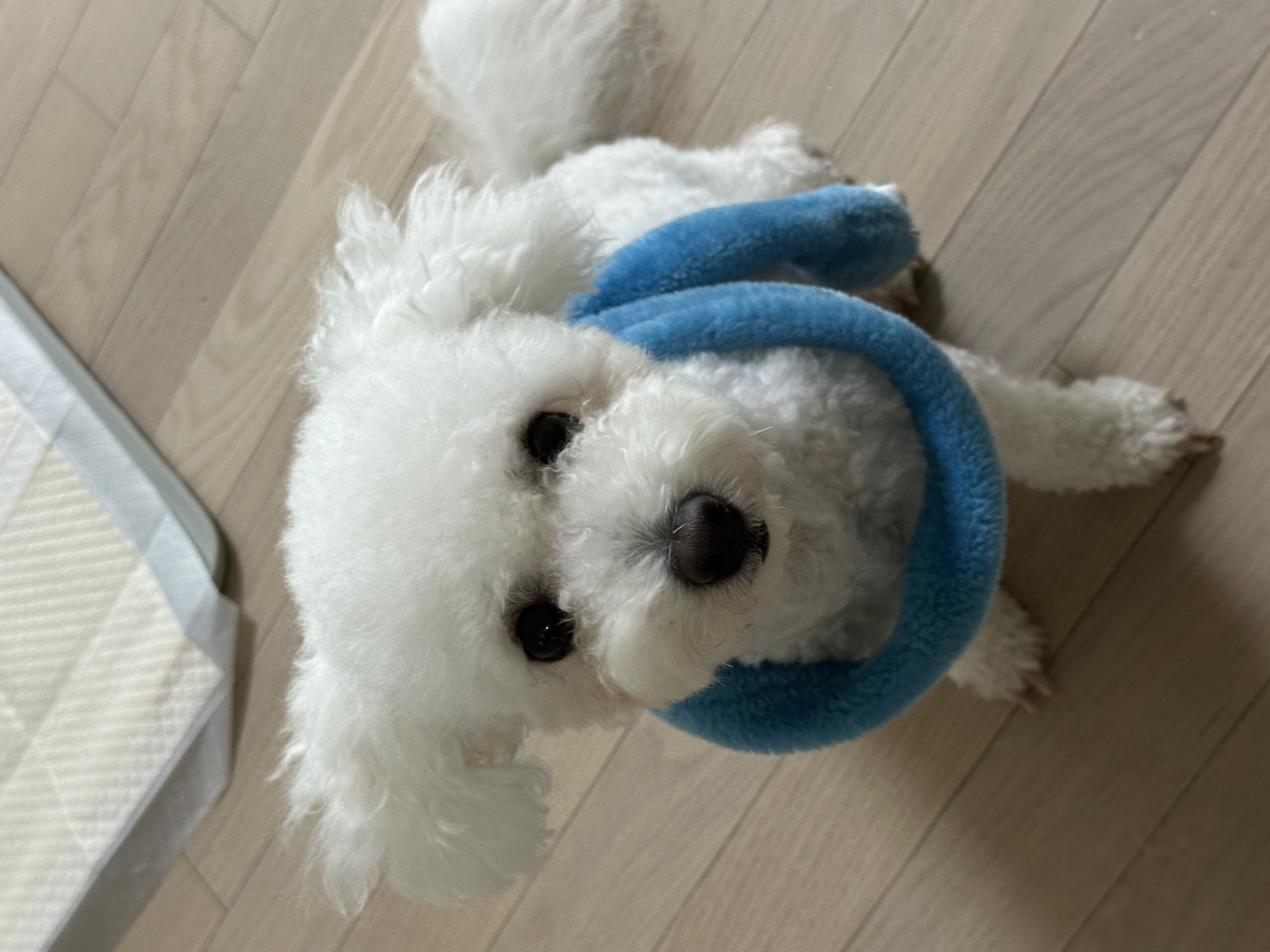 모찌(전 아름이)의 세달째 이야기 