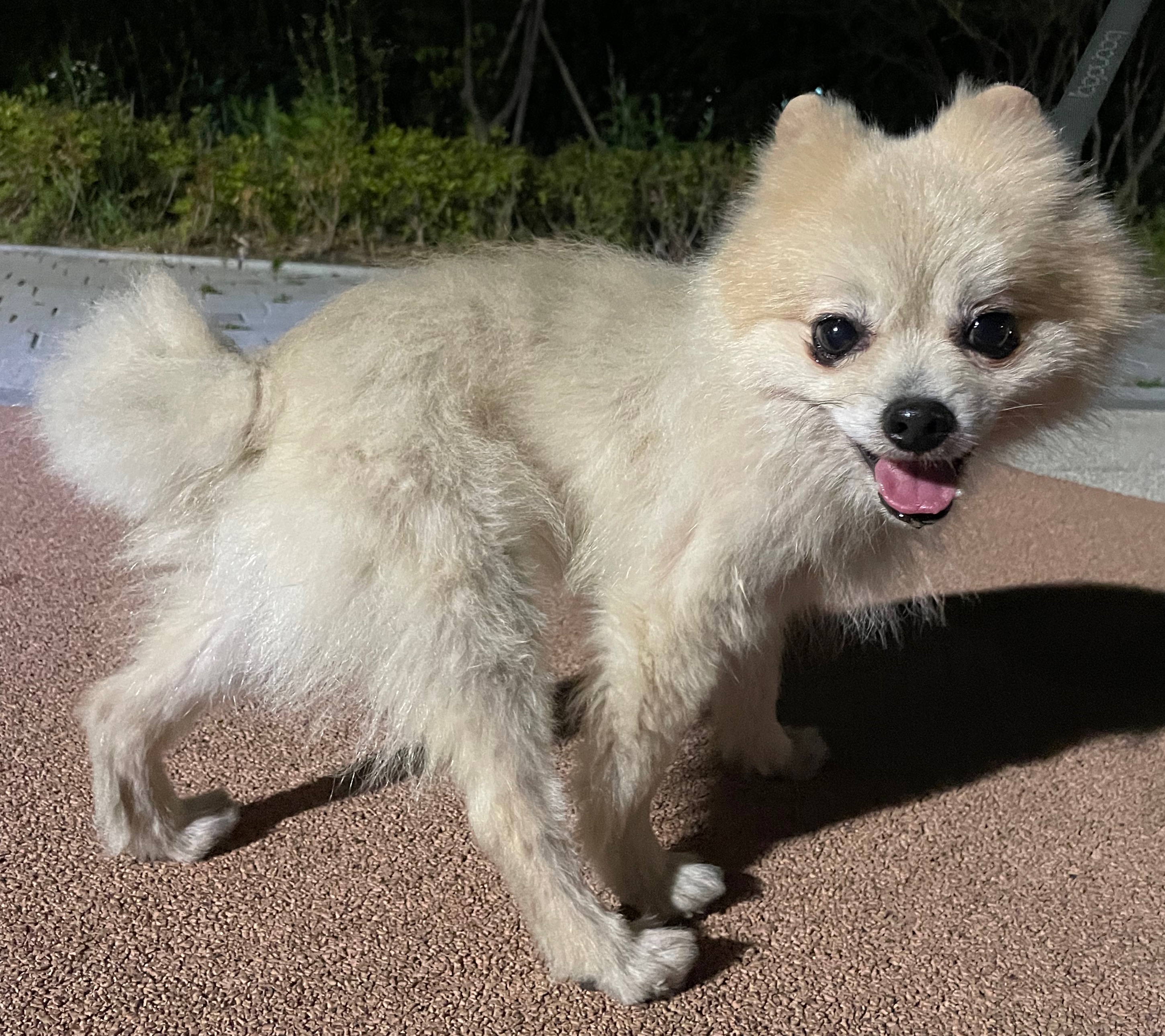 따봉(포키) 임보 3달되었어요~~🐶