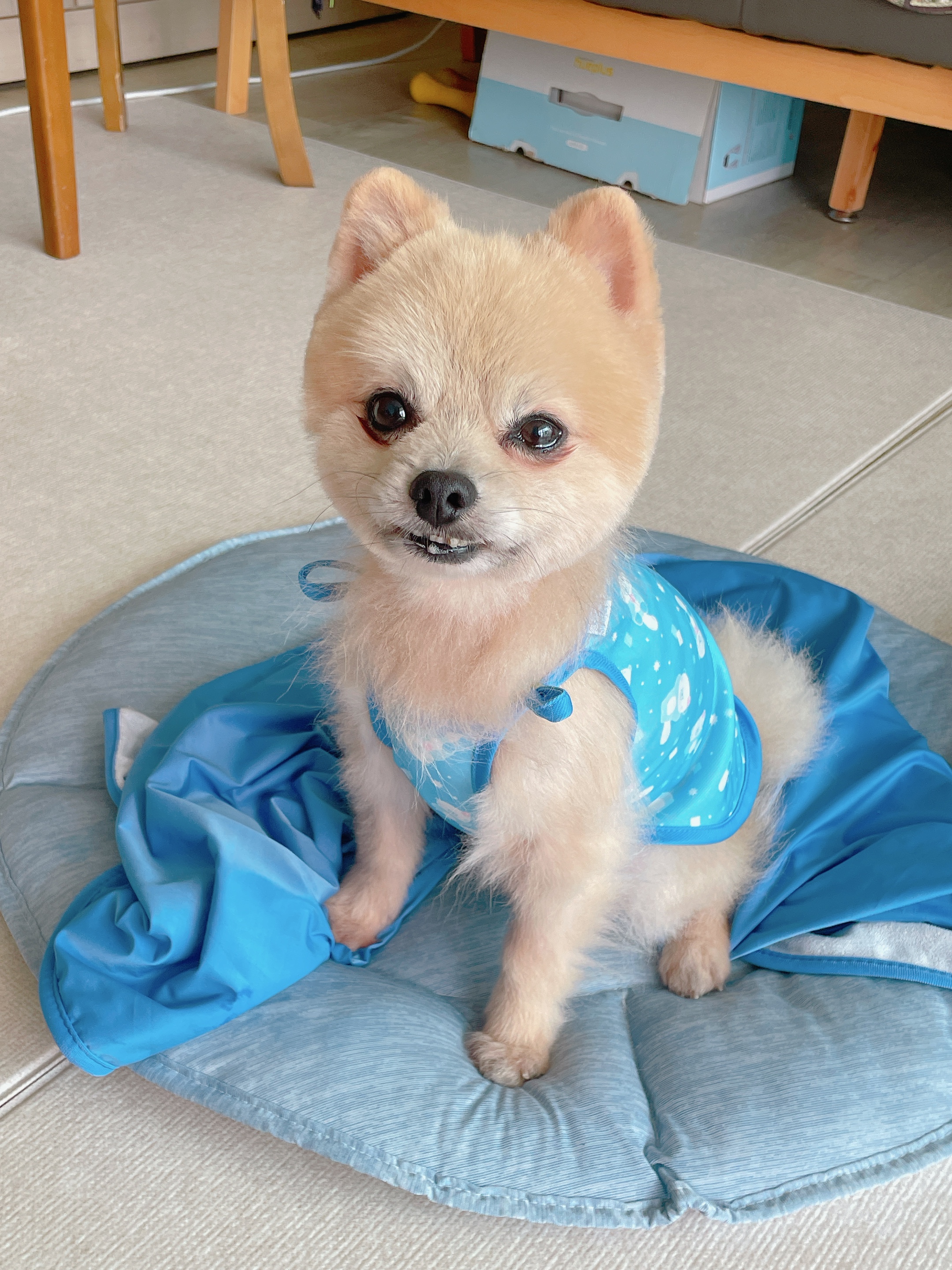 따봉(포키) 임보 3달되었어요~~🐶