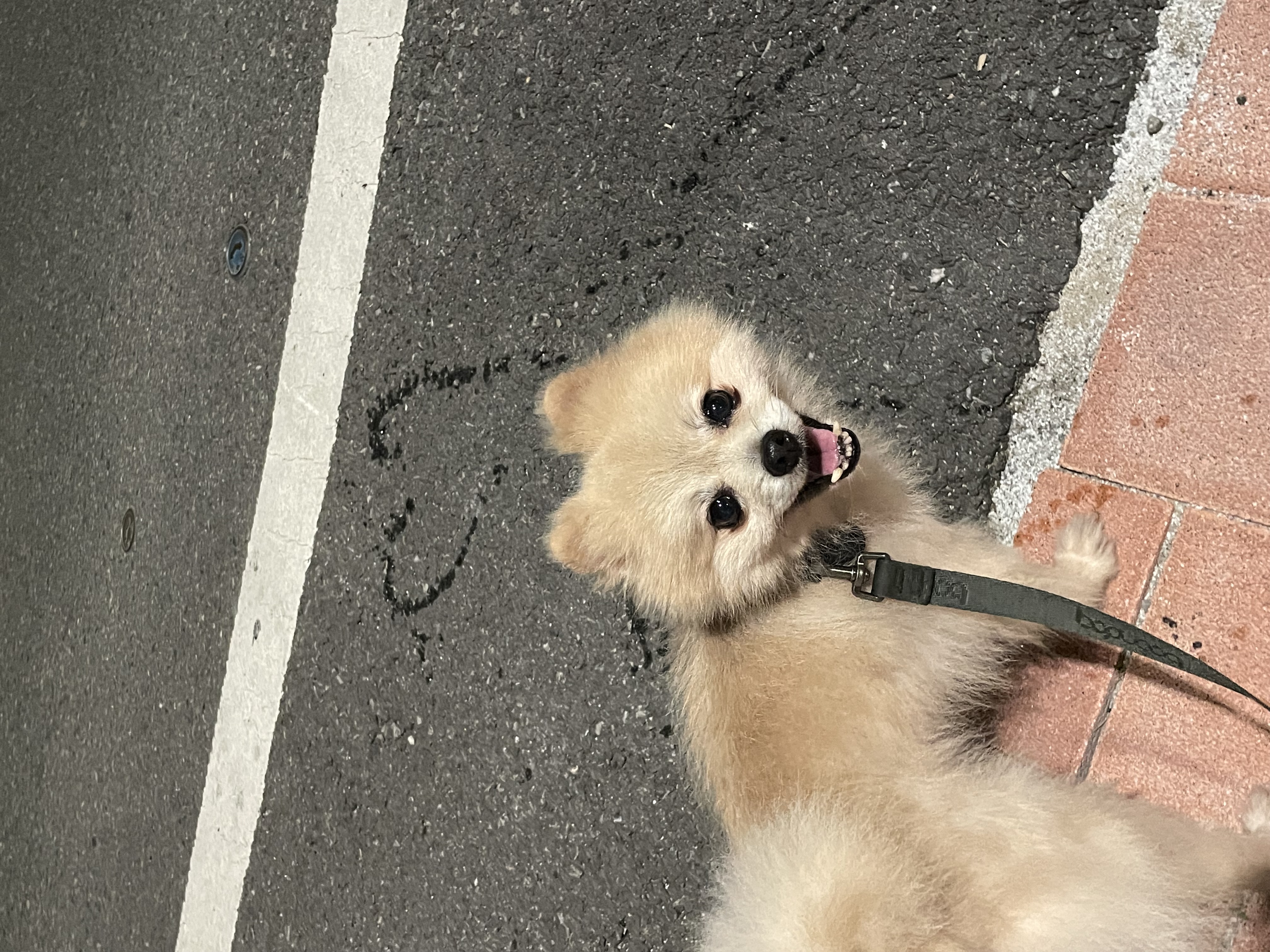 따봉(포키) 임보 3달되었어요~~🐶