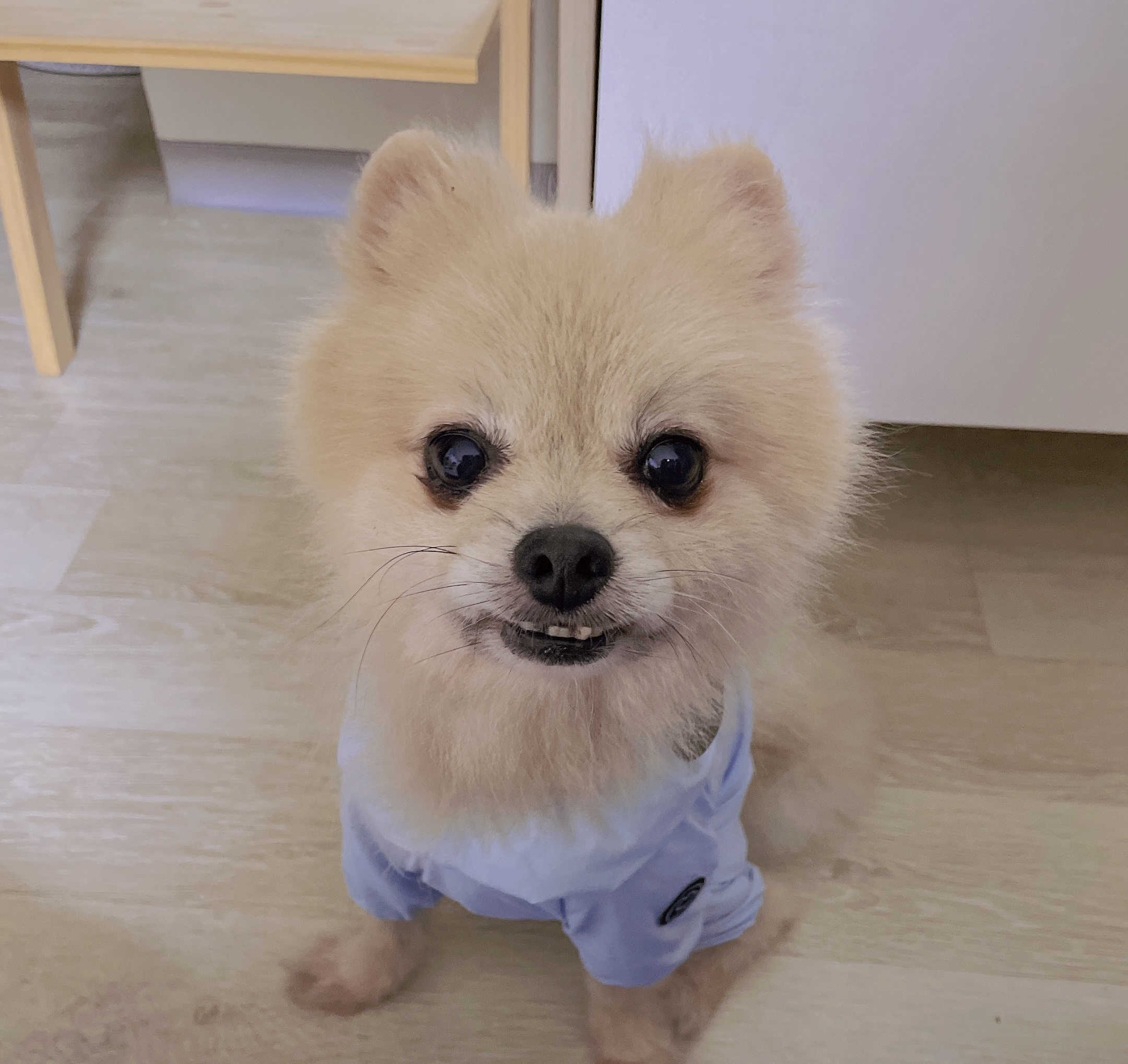 따봉(포키) 임보 3달되었어요~~🐶