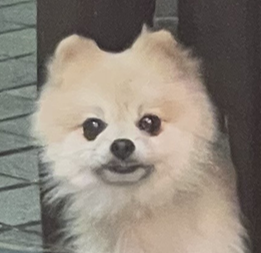 따봉(포키) 임보 3달되었어요~~🐶