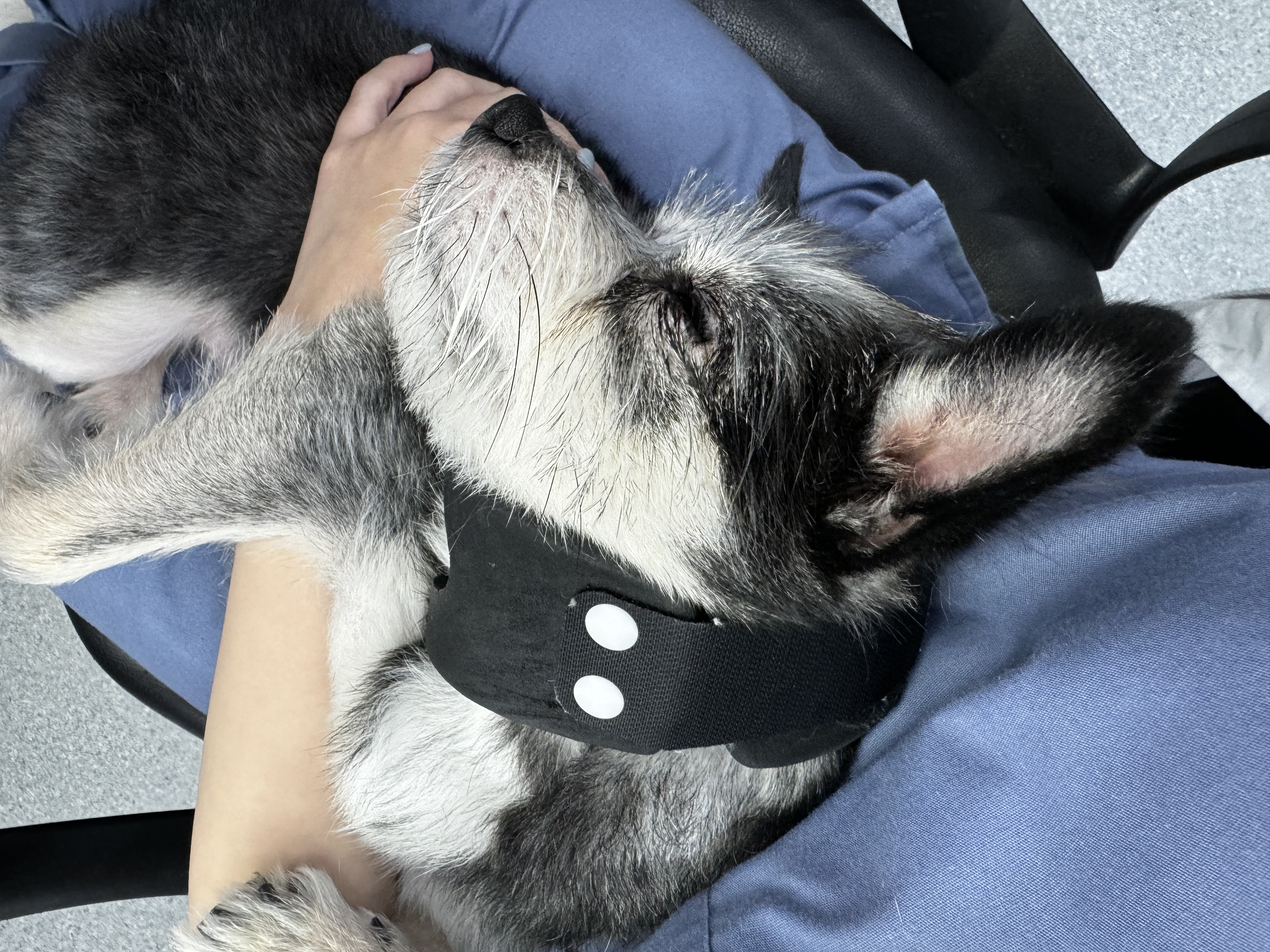 군밤입양이야기