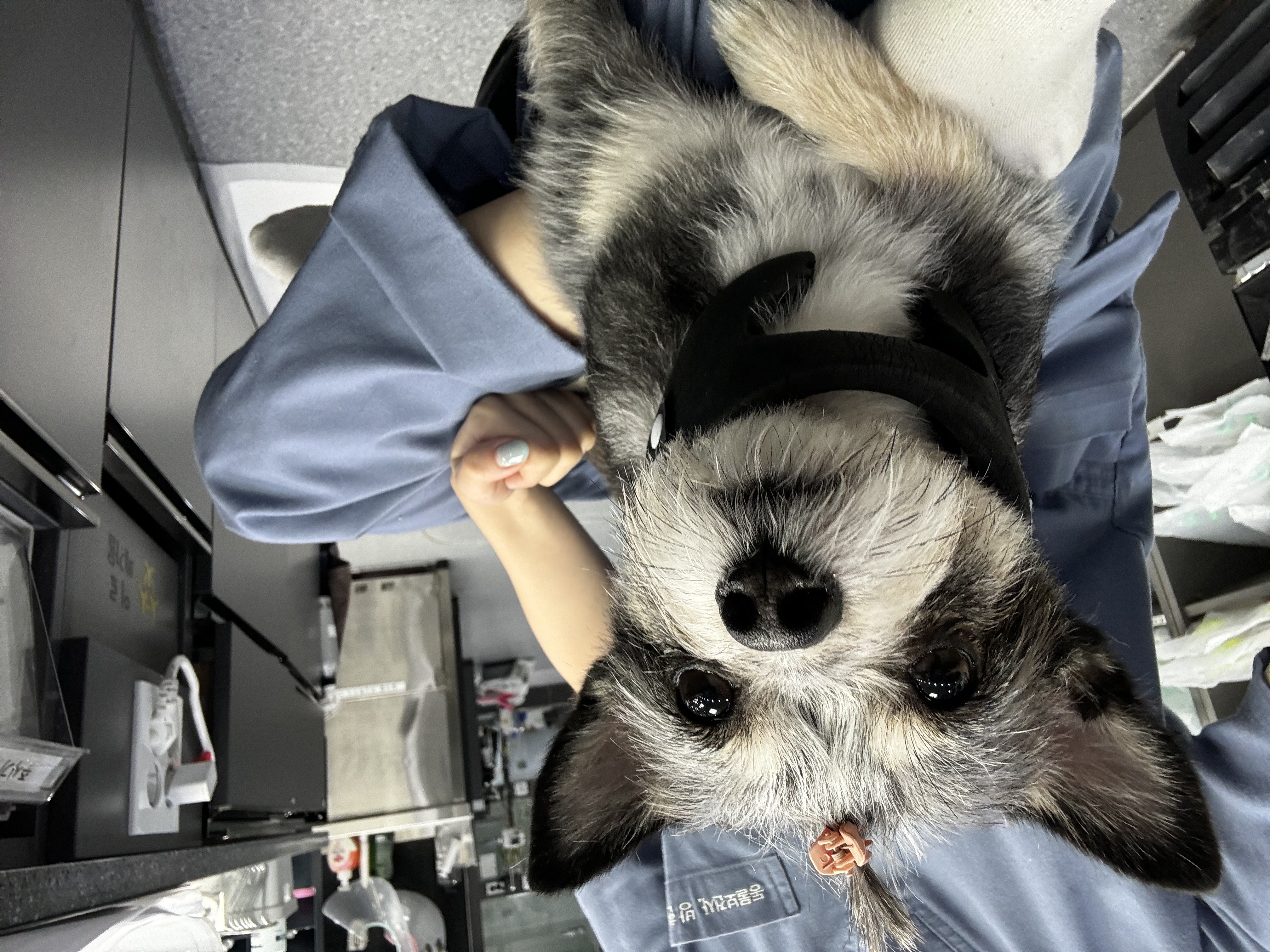 군밤입양이야기