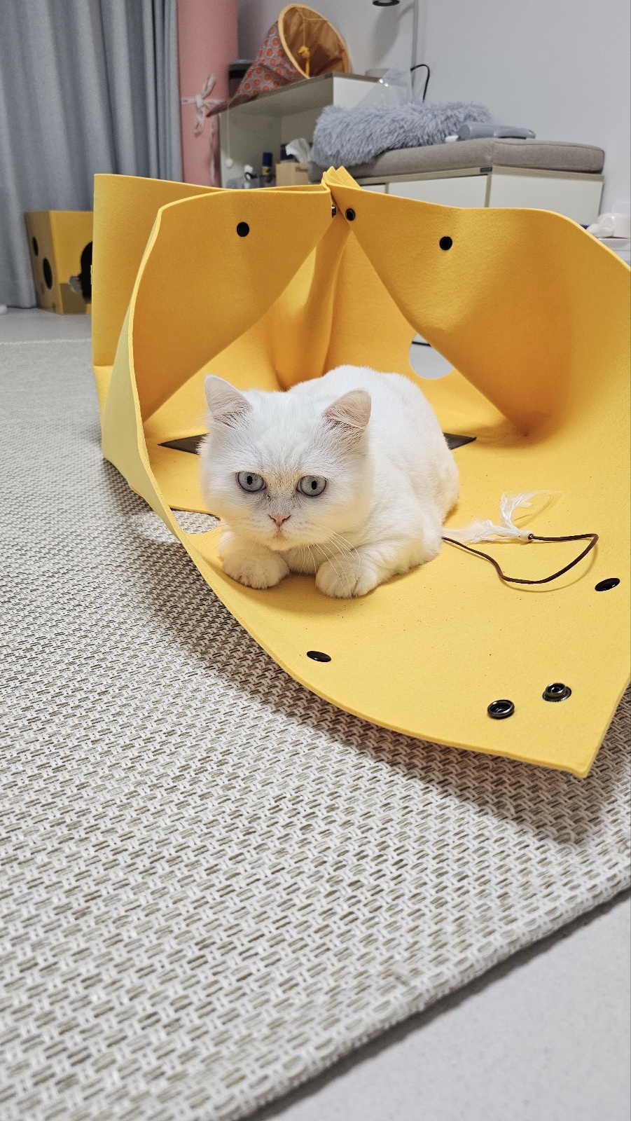 룰루가 온 지 일주일이 되었어요. 