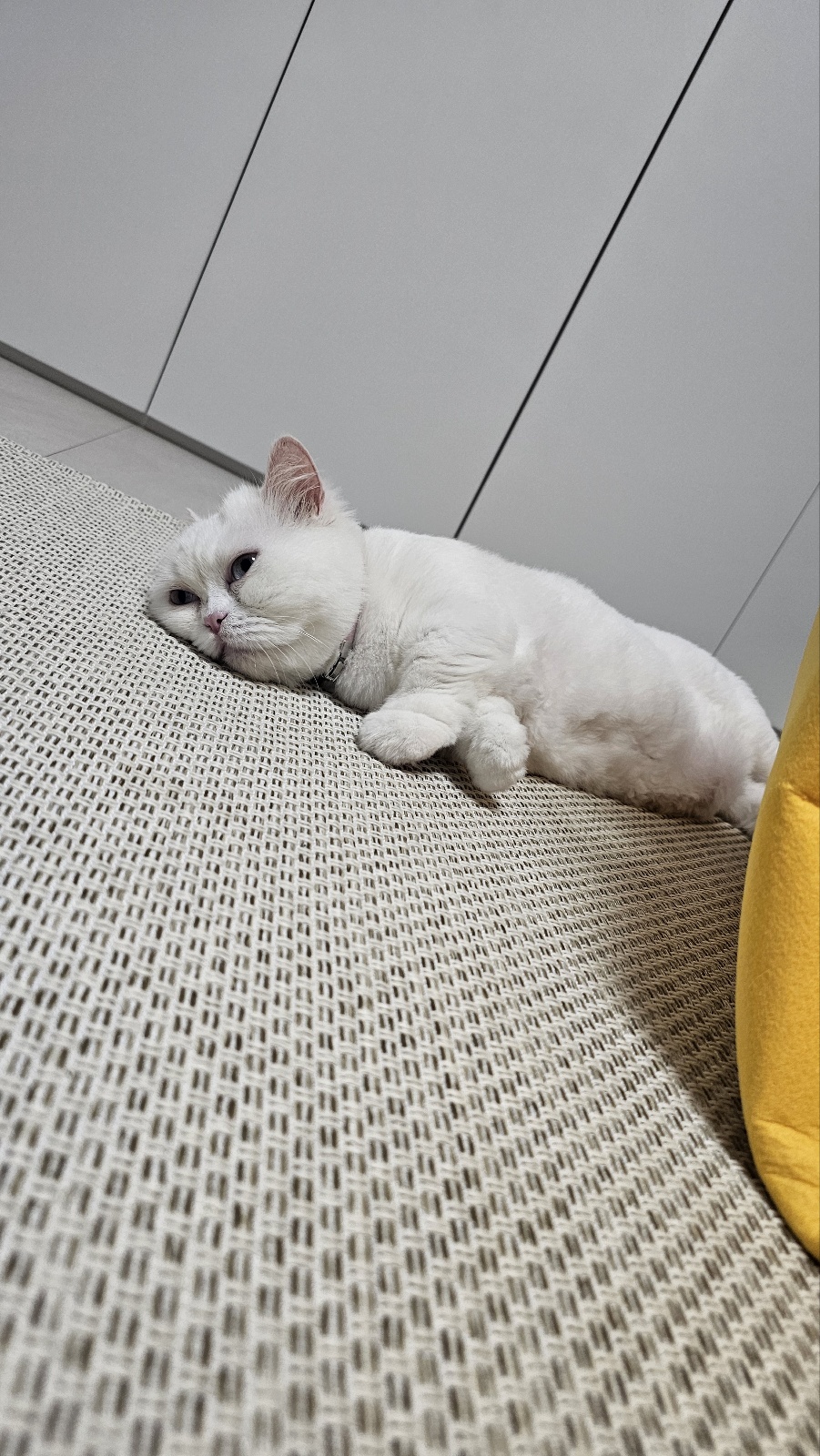 룰루가 온 지 일주일이 되었어요. 