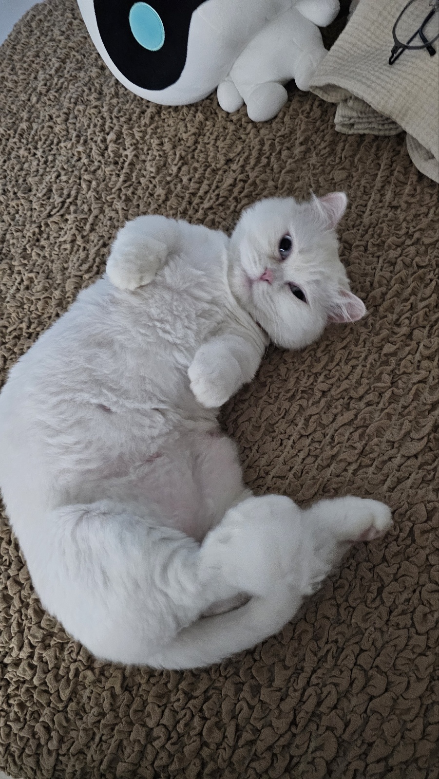 룰루가 온 지 일주일이 되었어요. 