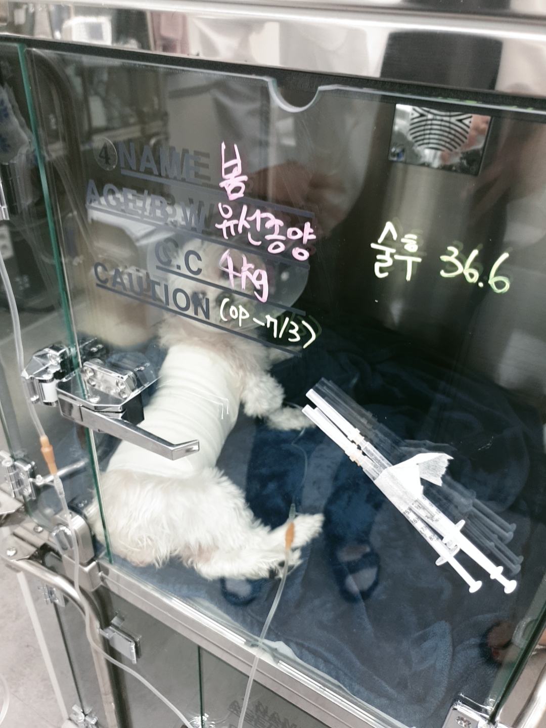 봄이(곤지암청순이)부고