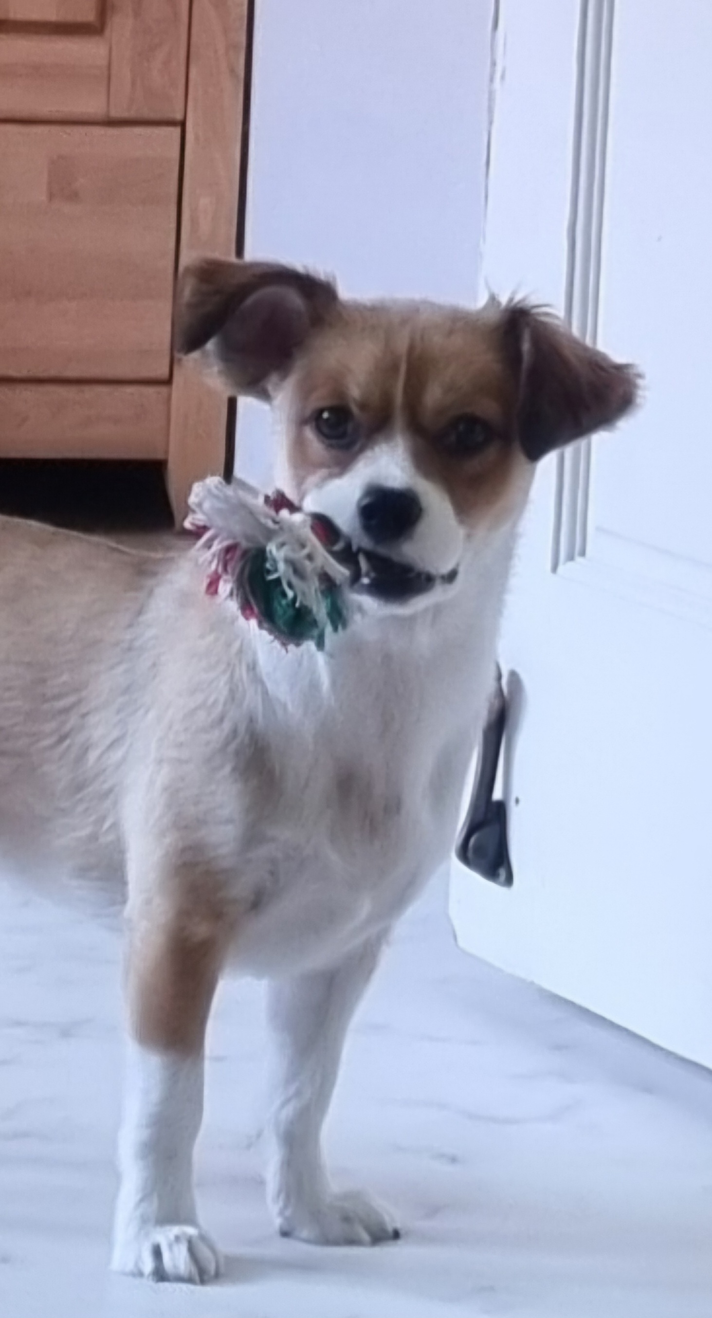 달래입양 1주년ㅡ소소한일상들