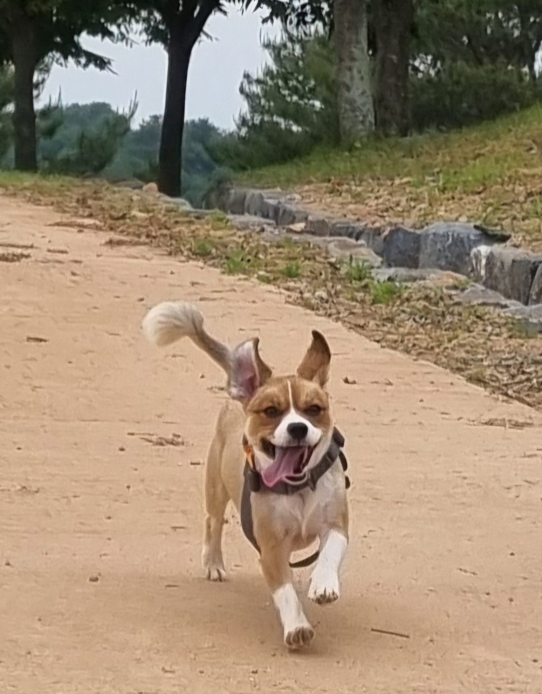 달래입양 1주년ㅡ소소한일상들