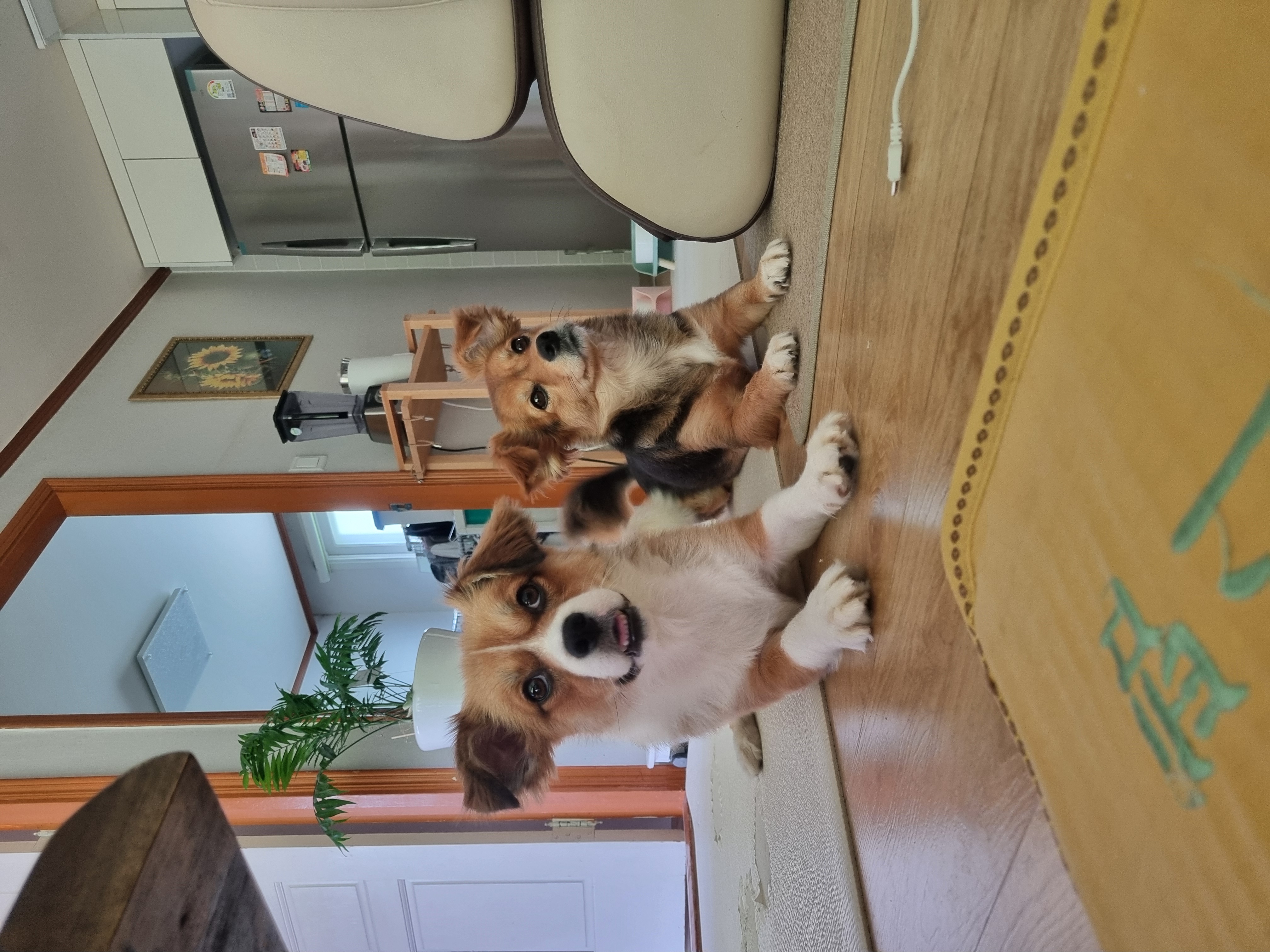 달래입양 1주년ㅡ소소한일상들