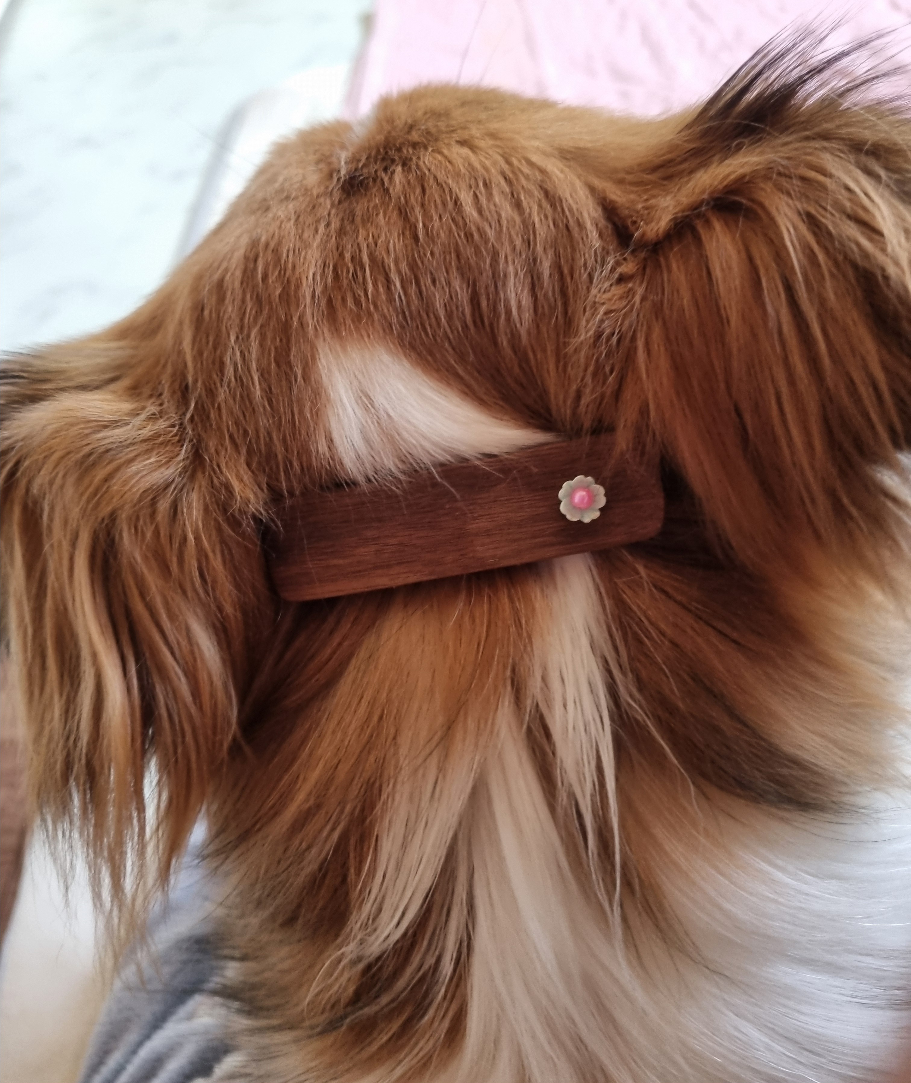 달래입양 1주년ㅡ소소한일상들