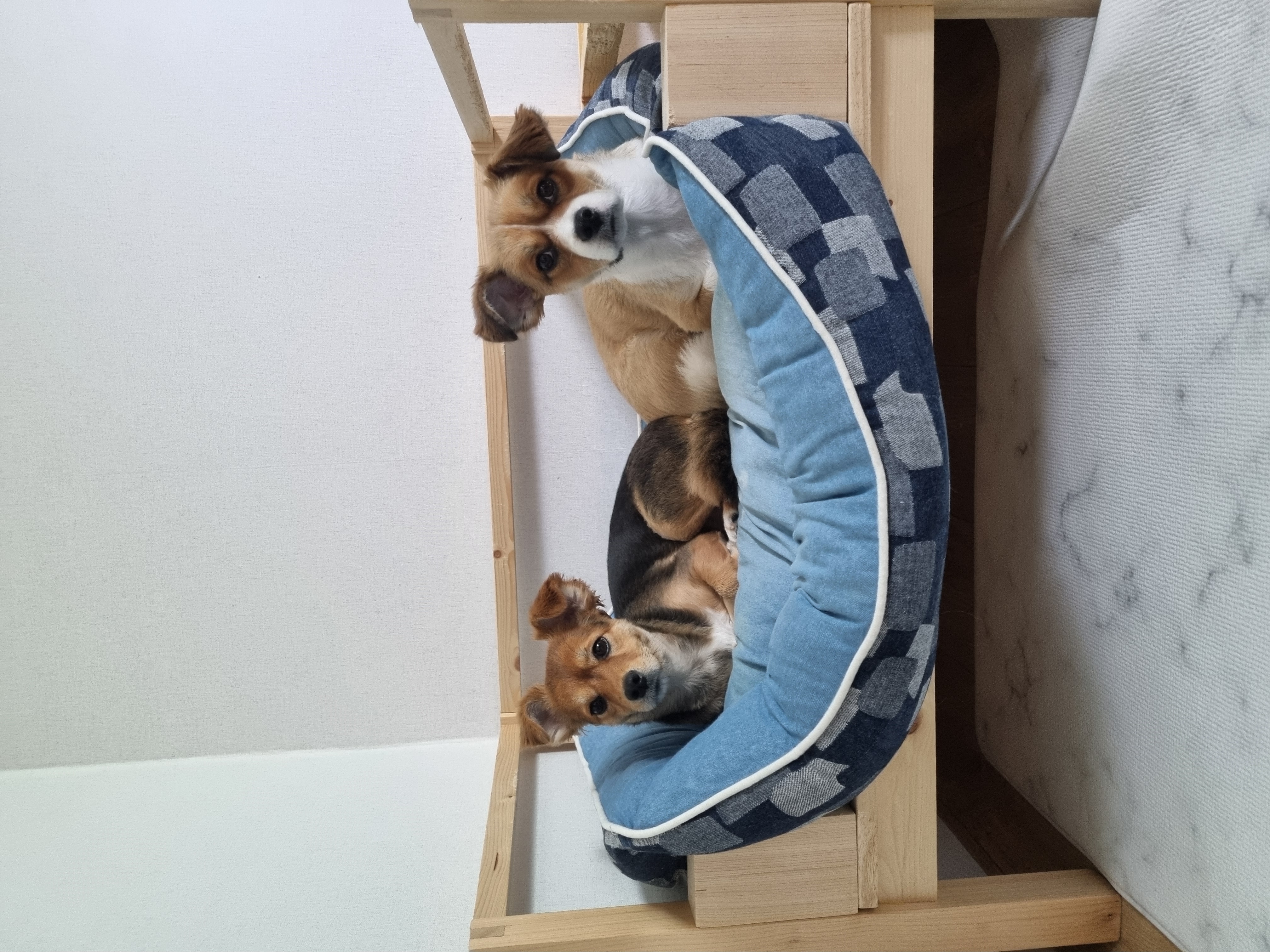 달래입양 1주년ㅡ소소한일상들