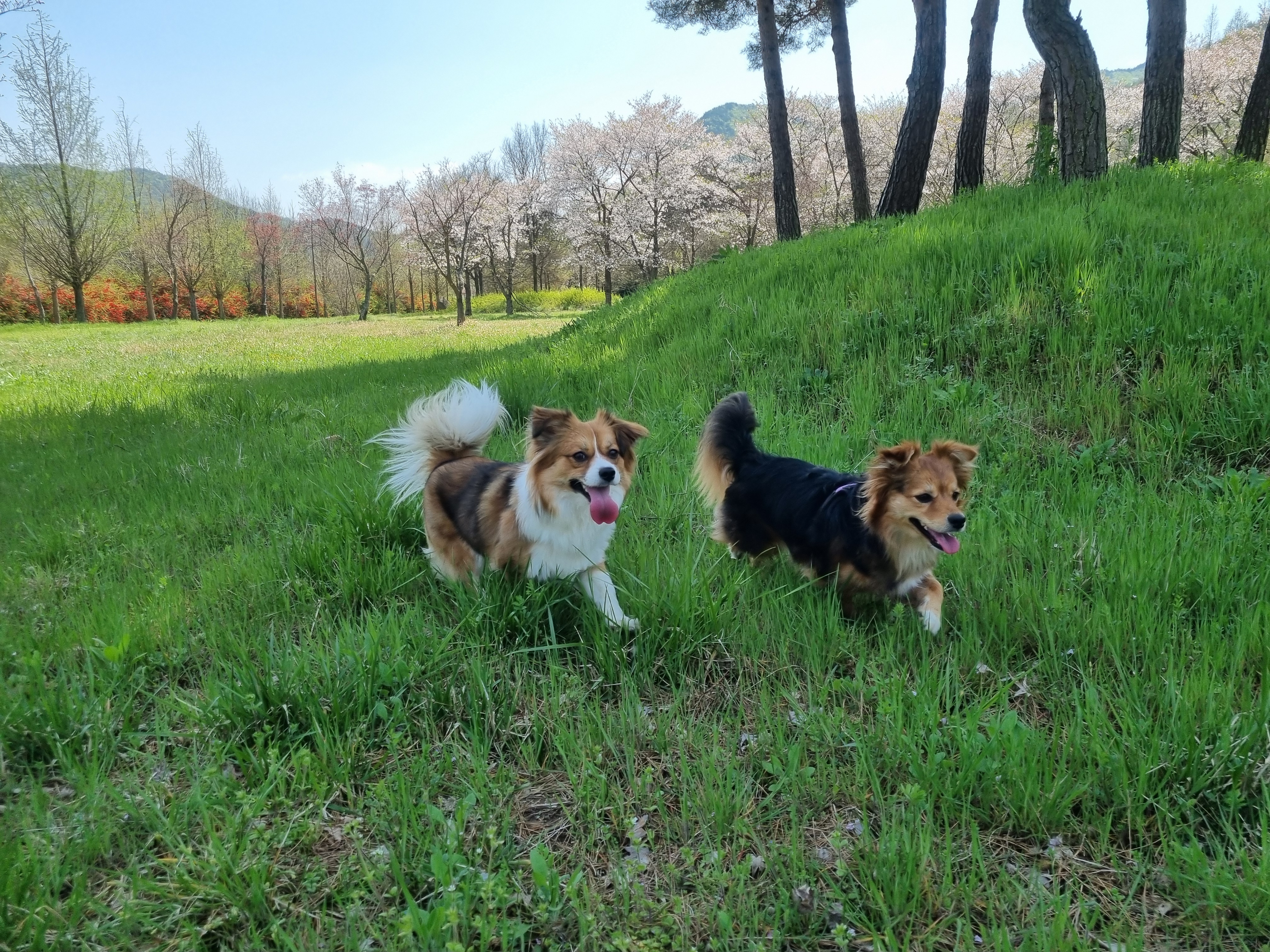 달래입양 1주년ㅡ소소한일상들