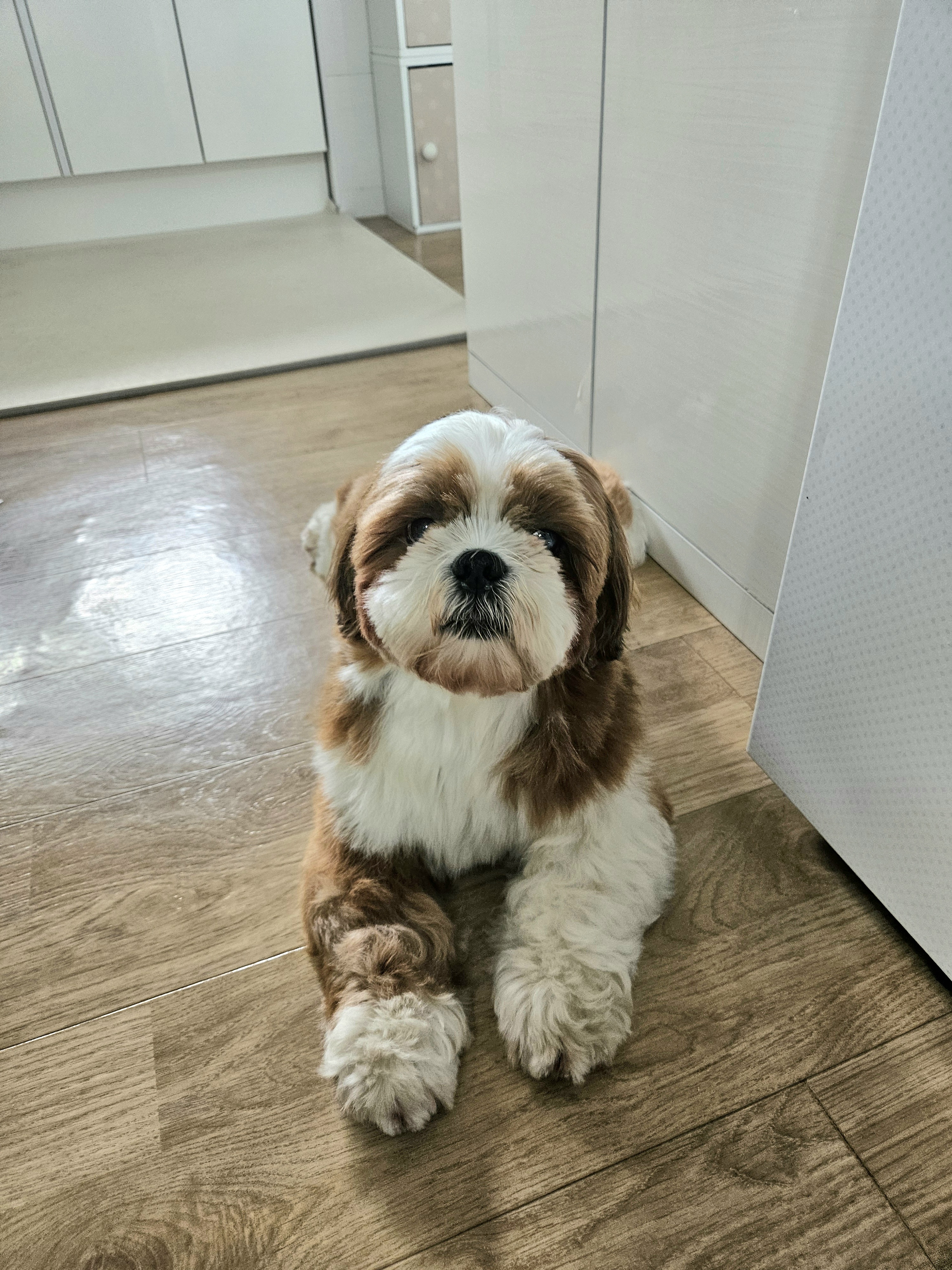 동동이(구 용자) 입양 3개월되었어요