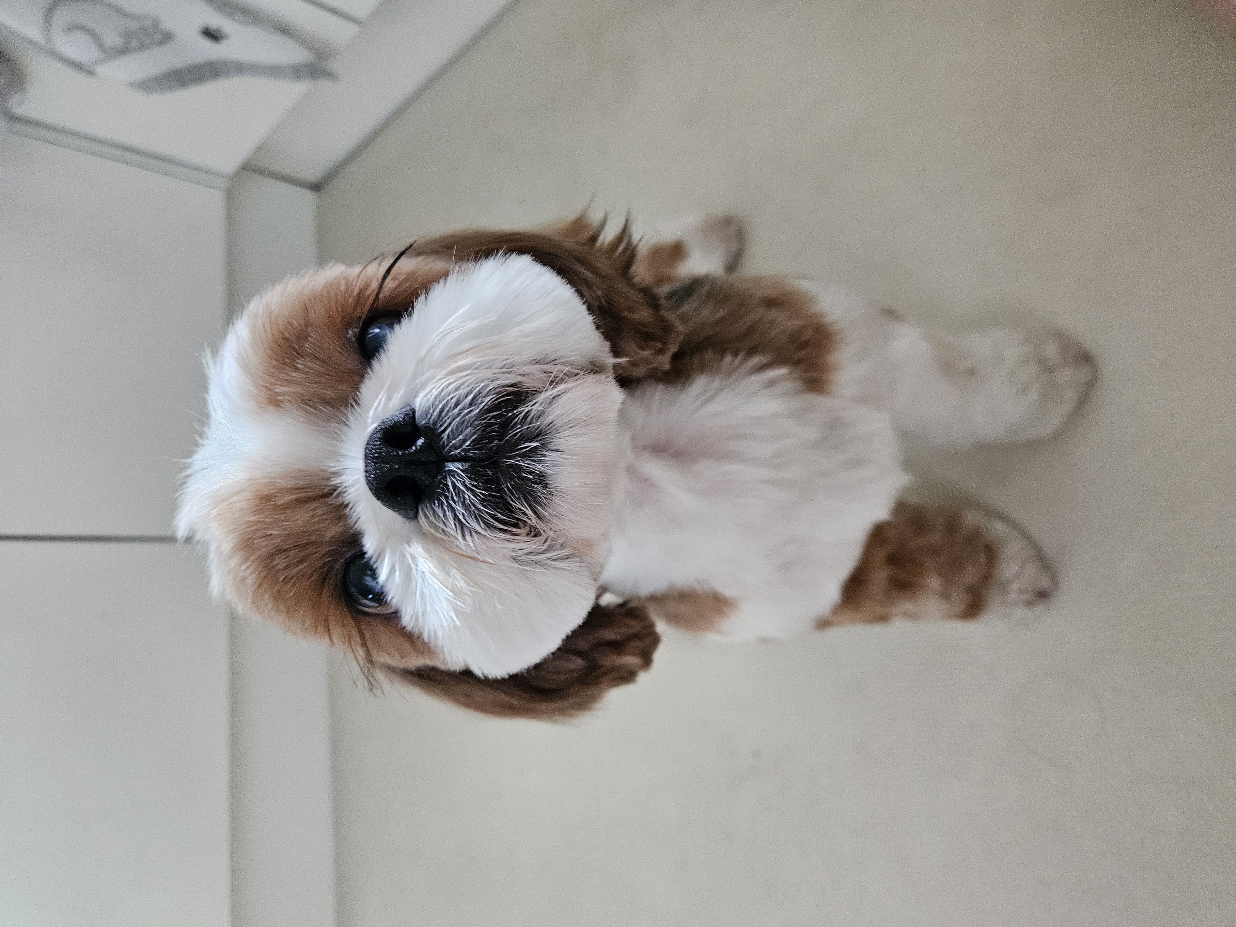 동동이(구 용자) 입양 3개월되었어요