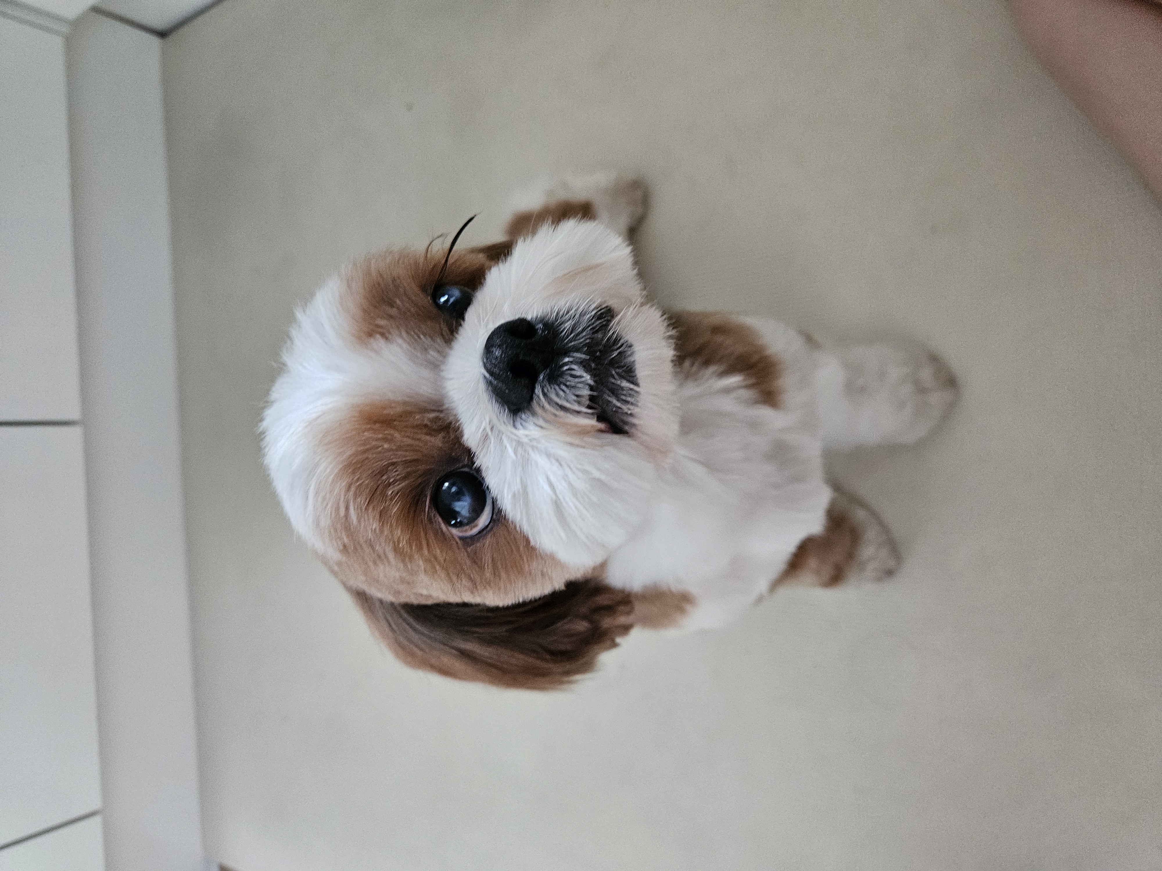 동동이(구 용자) 입양 3개월되었어요