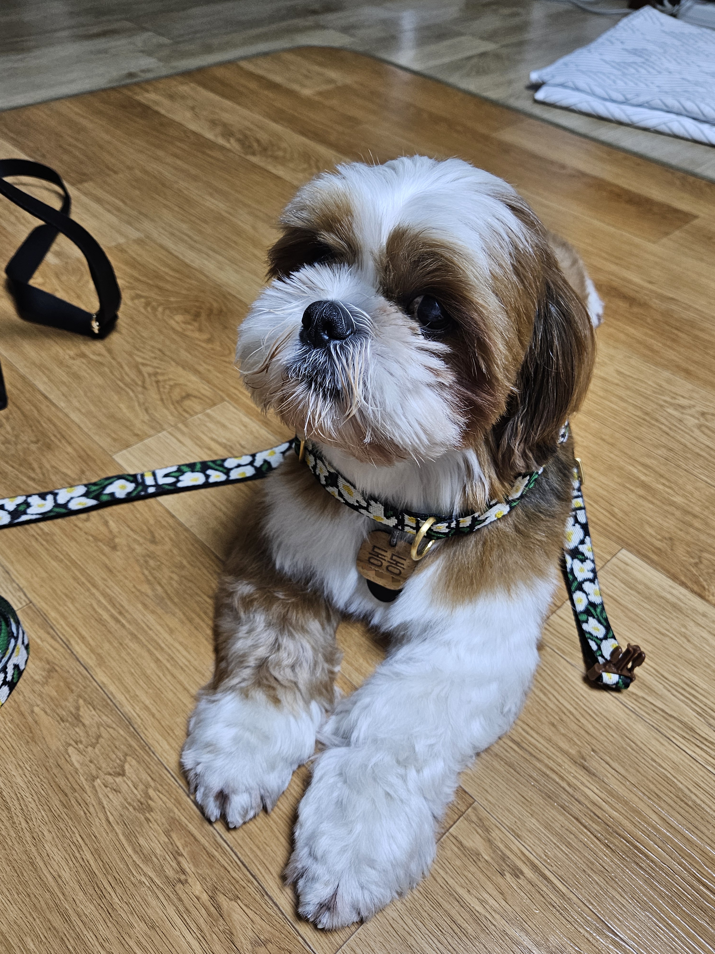 동동이(구 용자) 입양 3개월되었어요