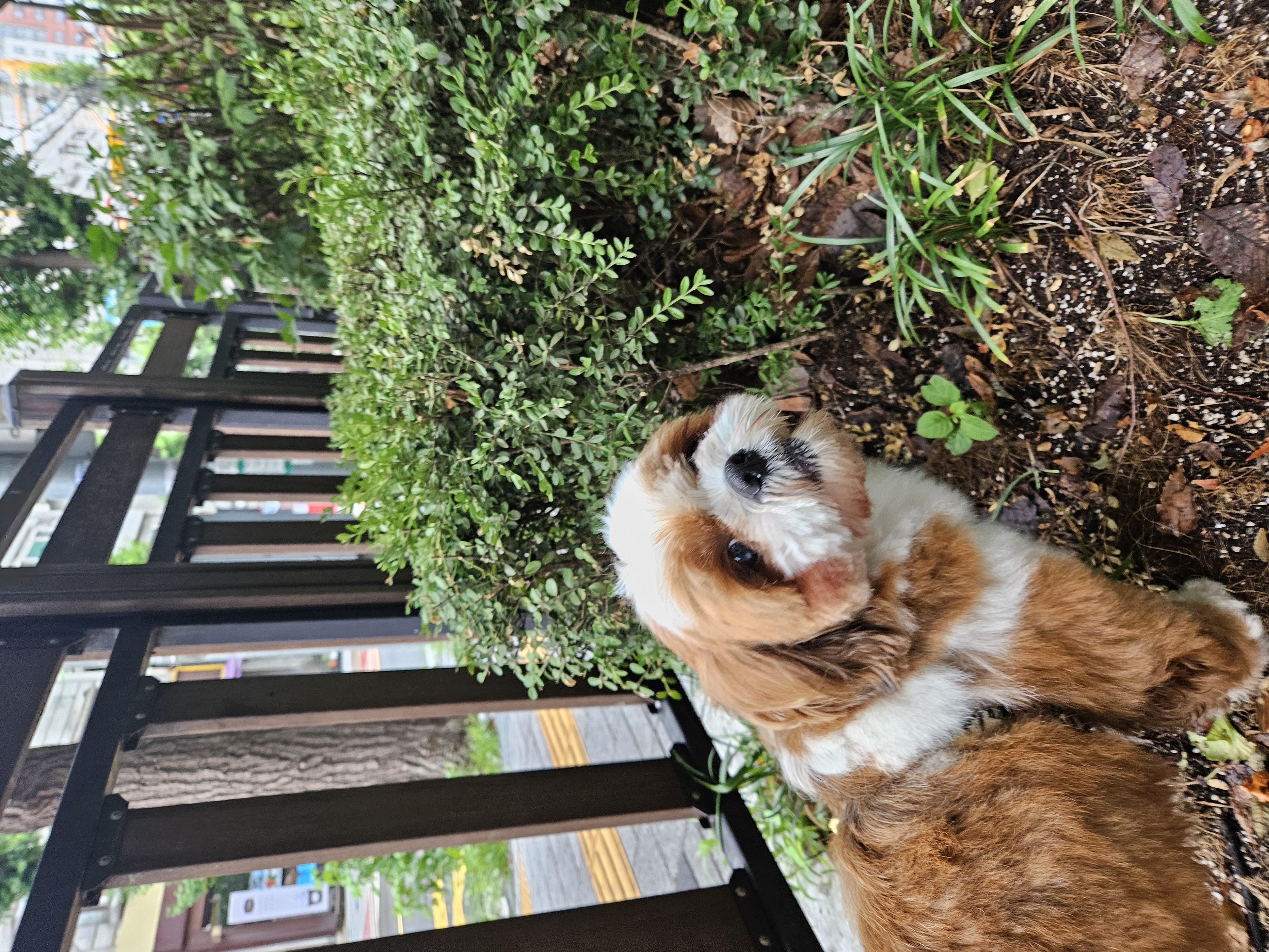 동동이(구 용자) 입양 3개월되었어요