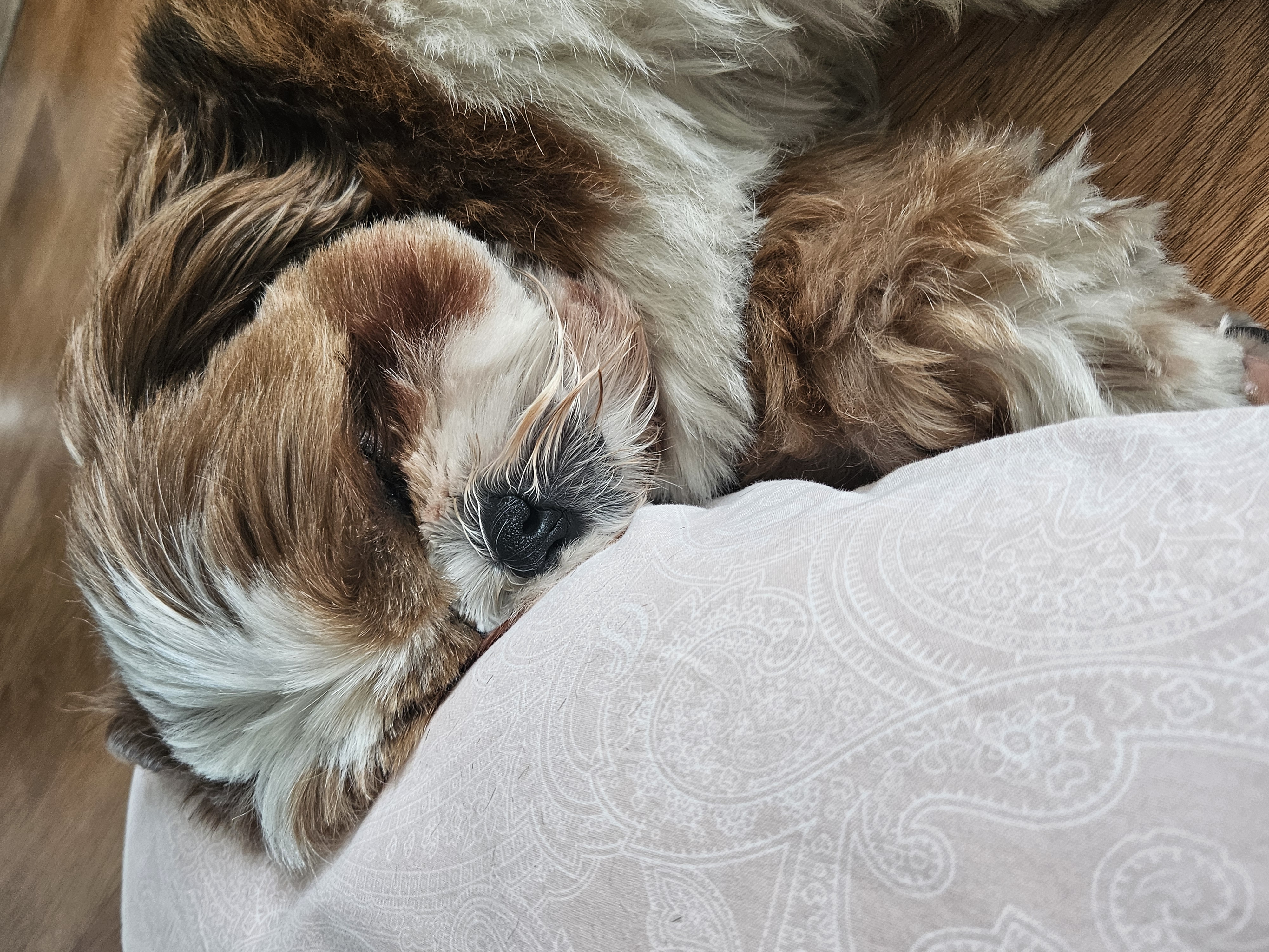 동동이(구 용자) 입양 3개월되었어요