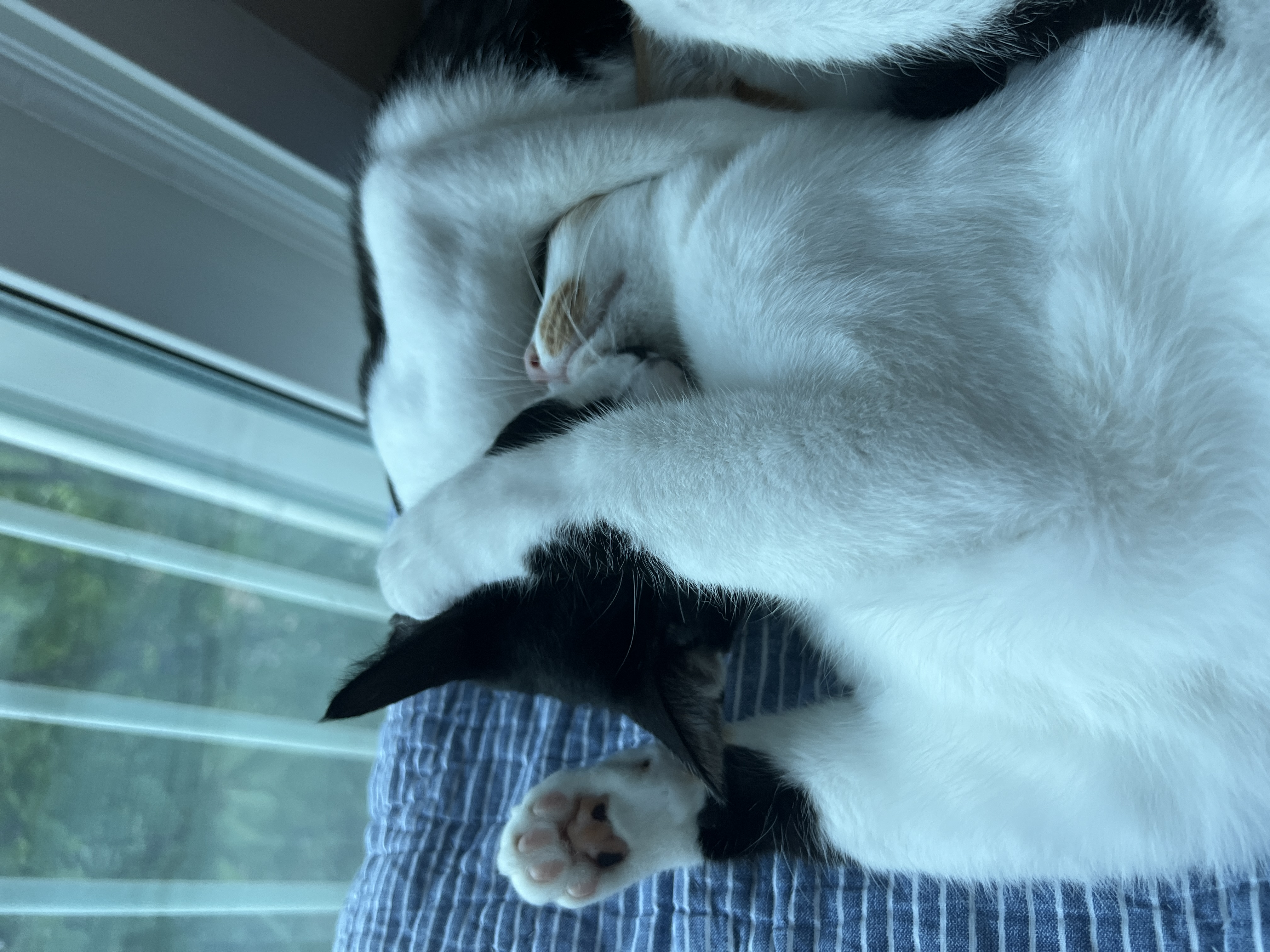 온독의 유일한 고양이였던 장미의 입양 한!!달!!차!!!후기입니다.