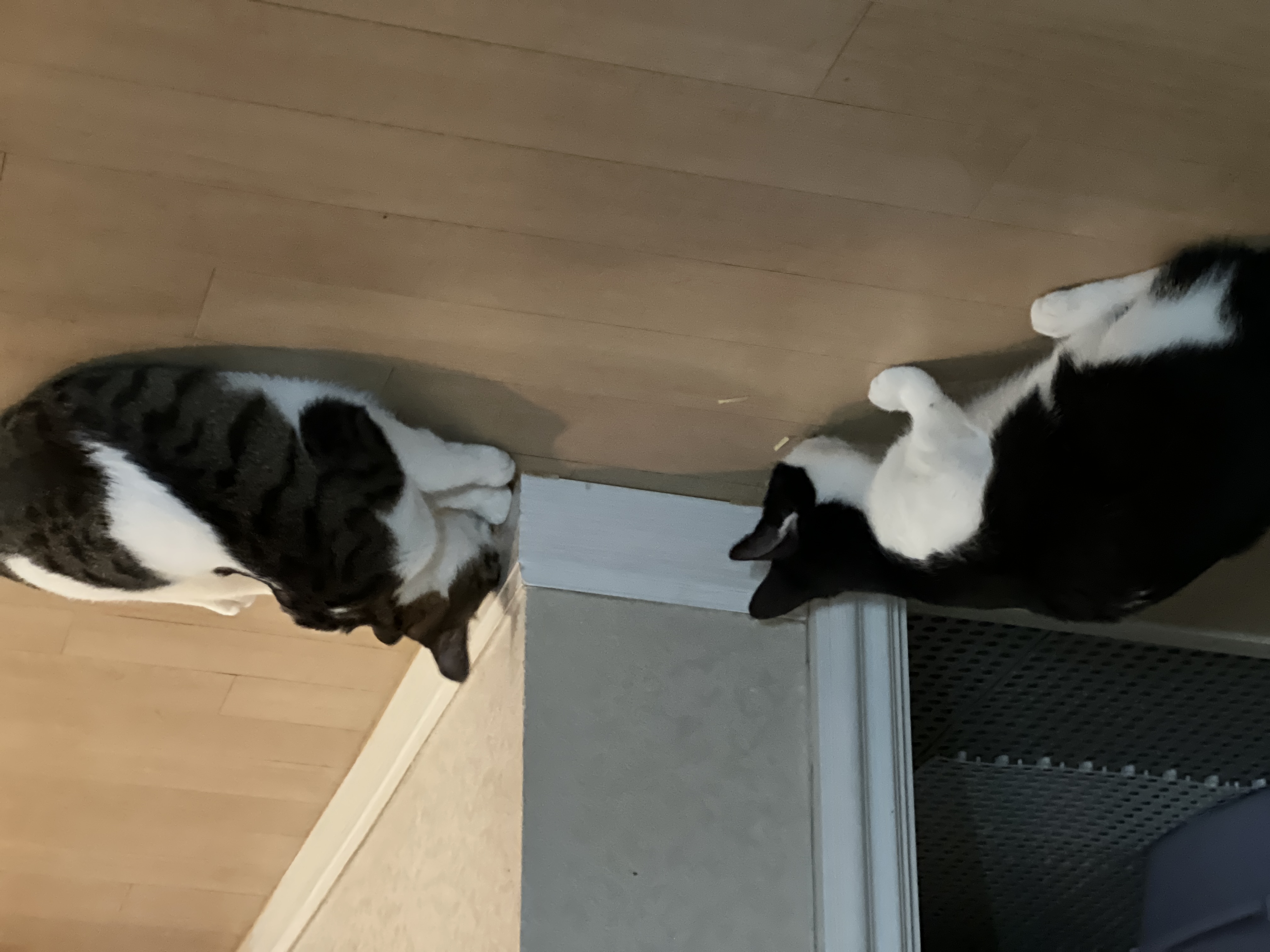 온독의 유일한 고양이였던 장미의 입양 한!!달!!차!!!후기입니다.