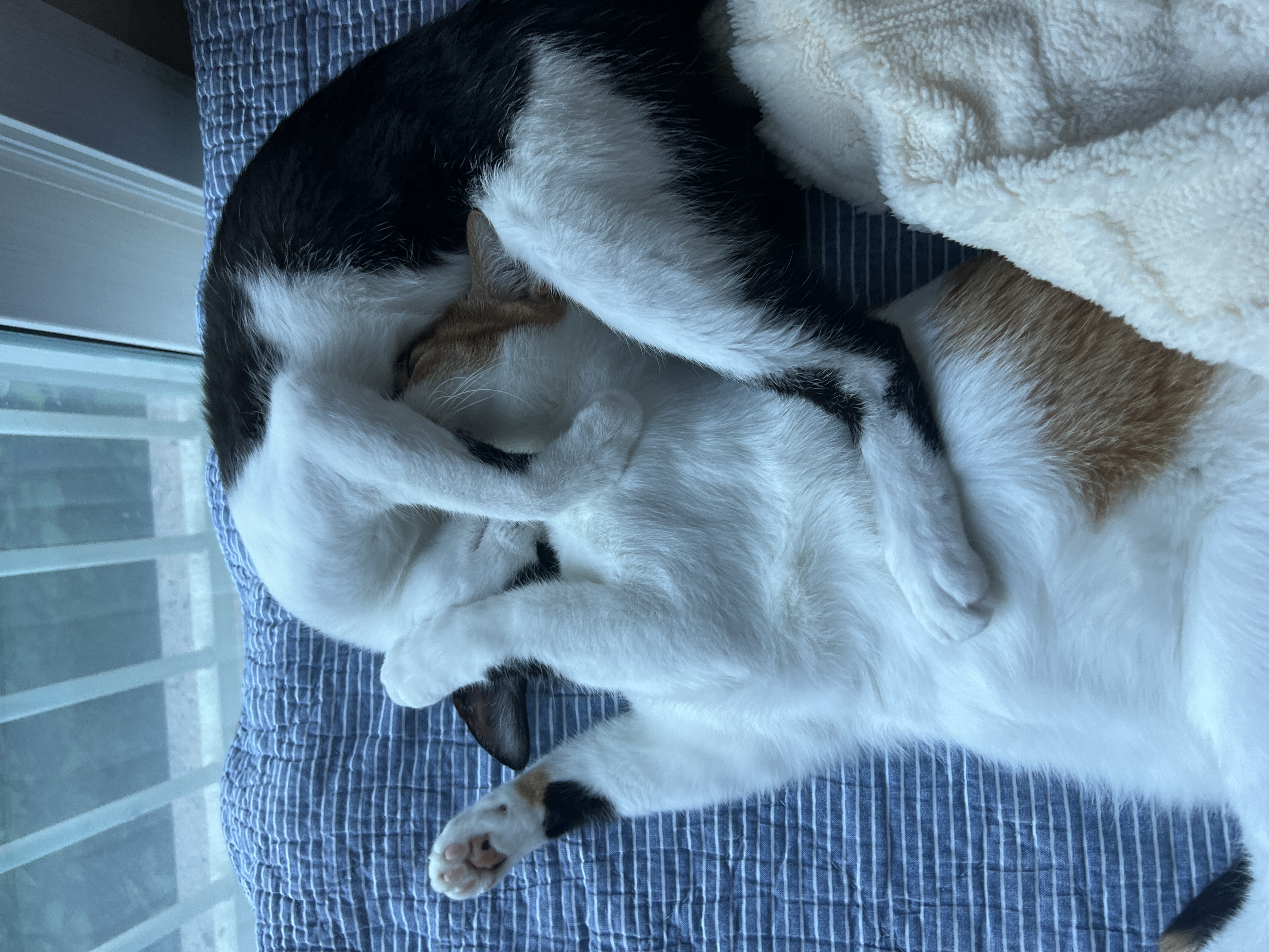 온독의 유일한 고양이였던 장미의 입양 한!!달!!차!!!후기입니다.