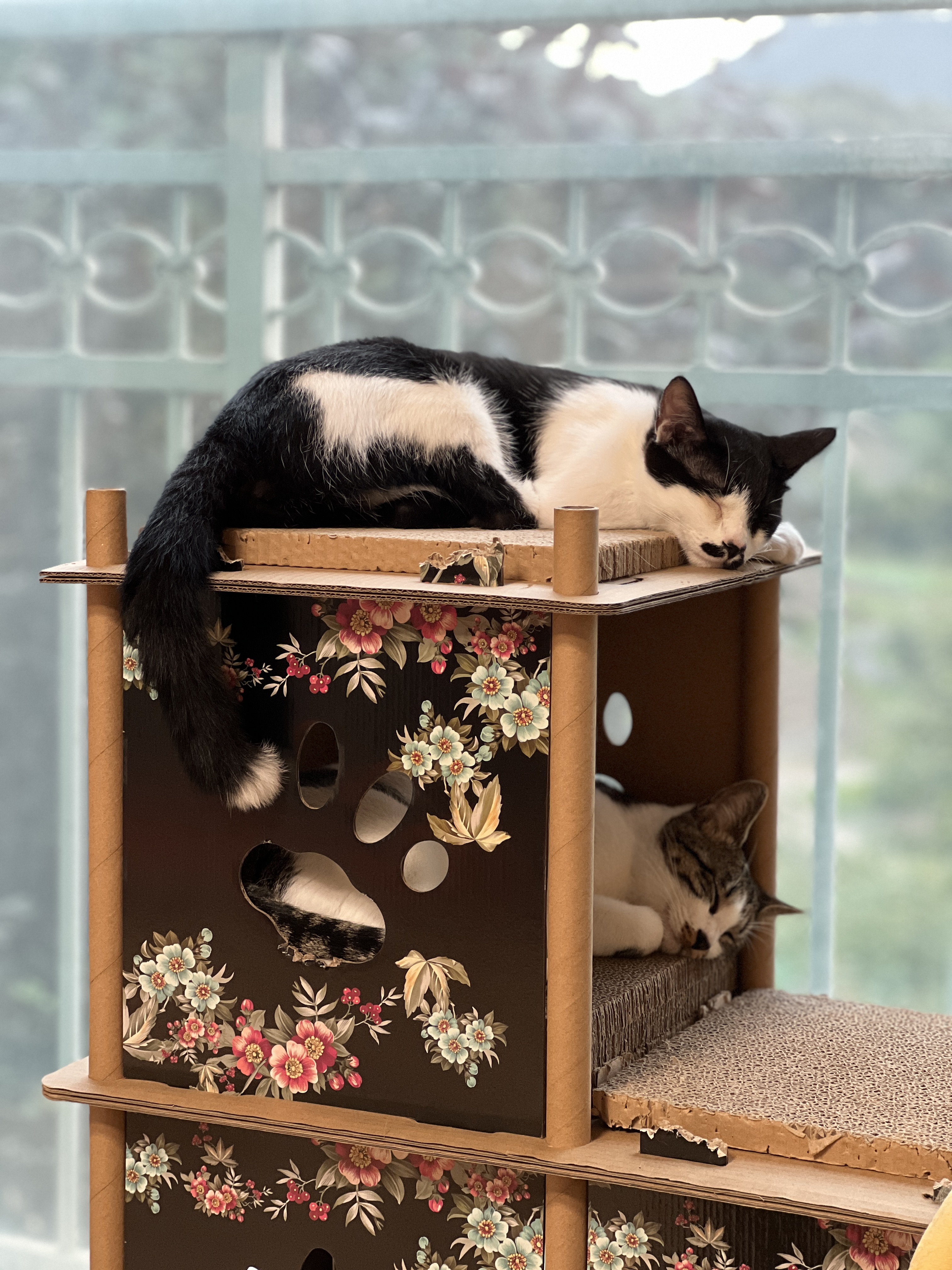 온독의 유일한 고양이였던 장미의 입양 한!!달!!차!!!후기입니다.