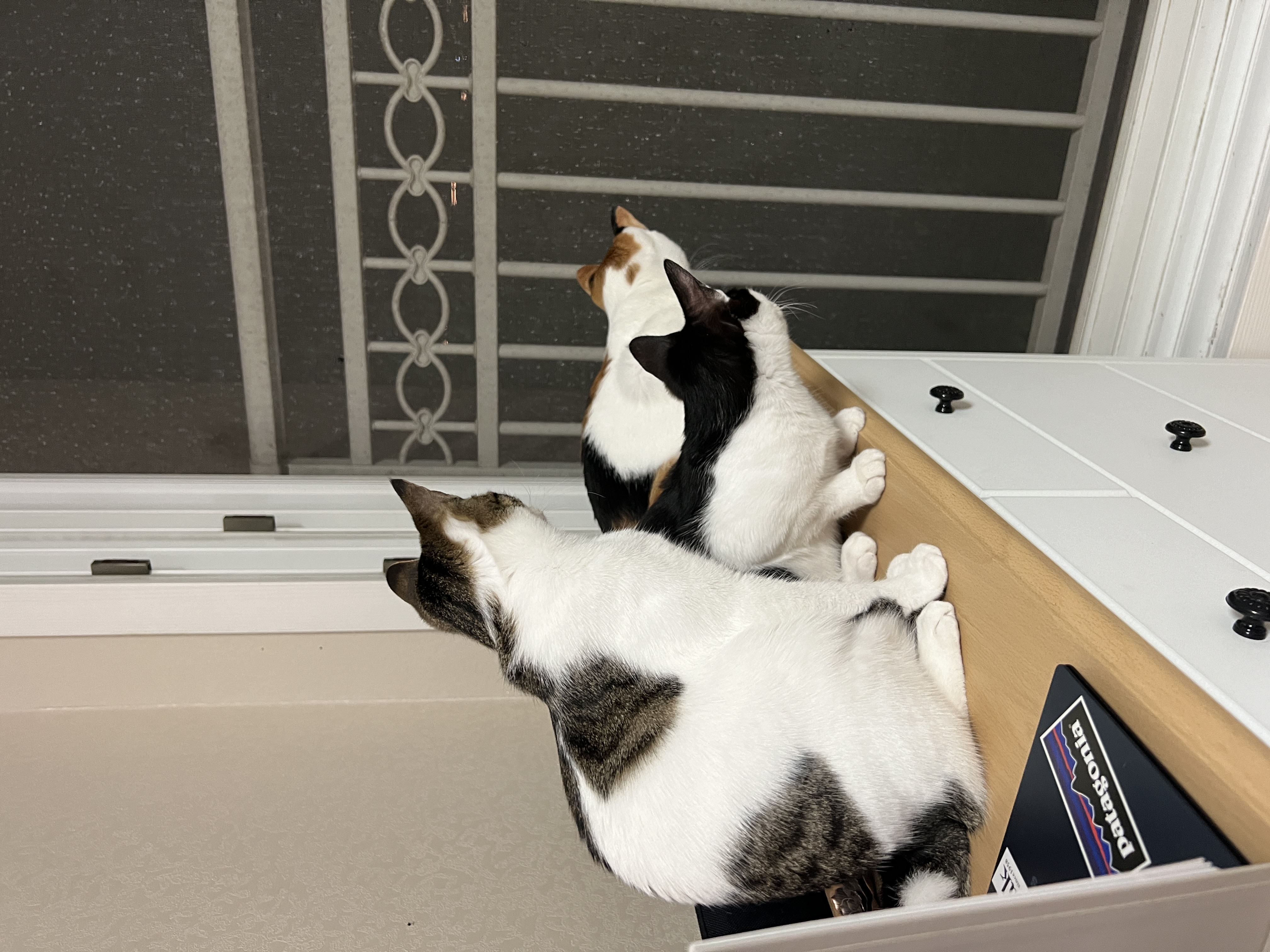 온독의 유일한 고양이였던 장미의 입양 한!!달!!차!!!후기입니다.