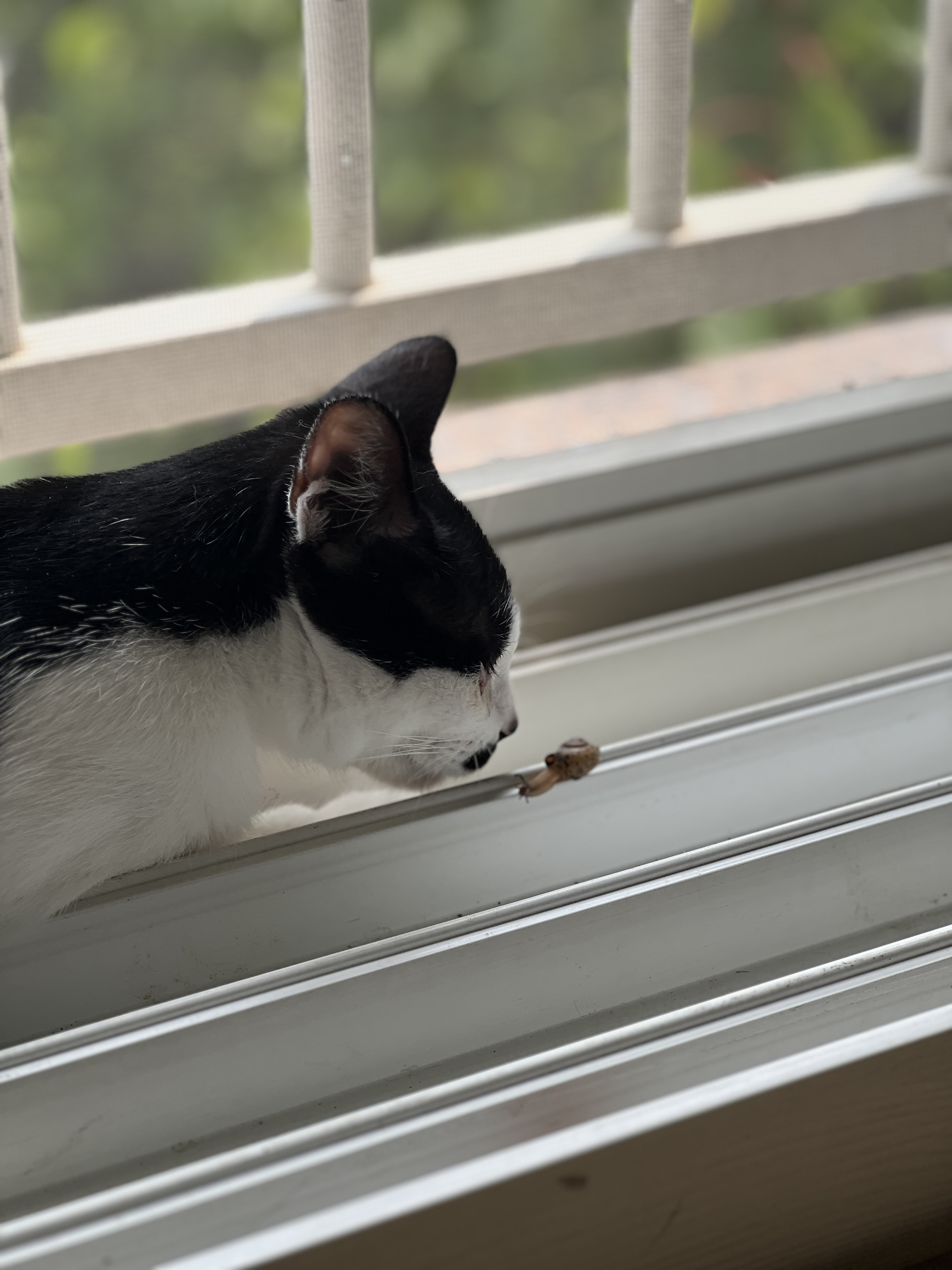 온독의 유일한 고양이였던 장미의 입양 한!!달!!차!!!후기입니다.