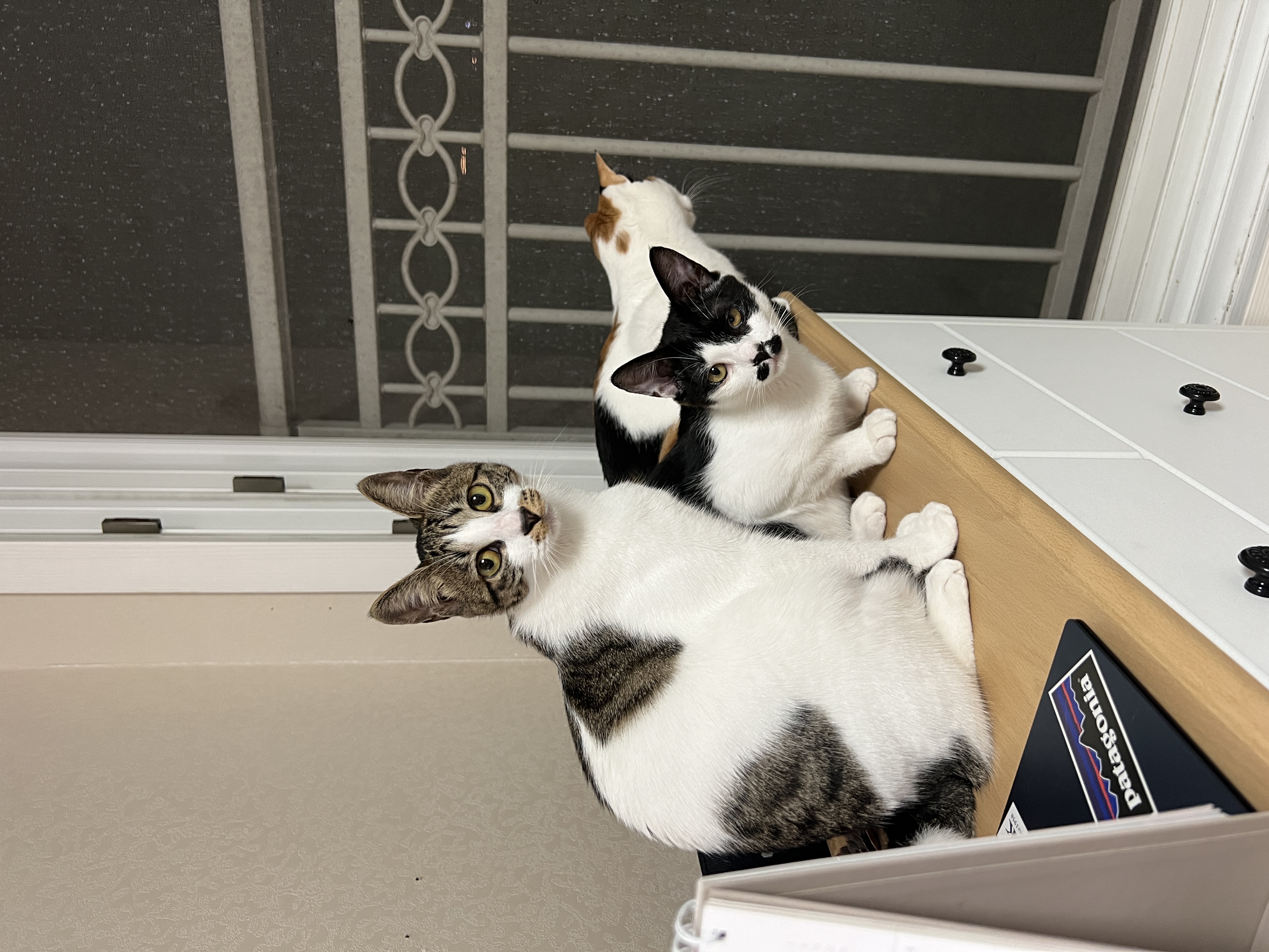 온독의 유일한 고양이였던 장미의 입양 한!!달!!차!!!후기입니다.