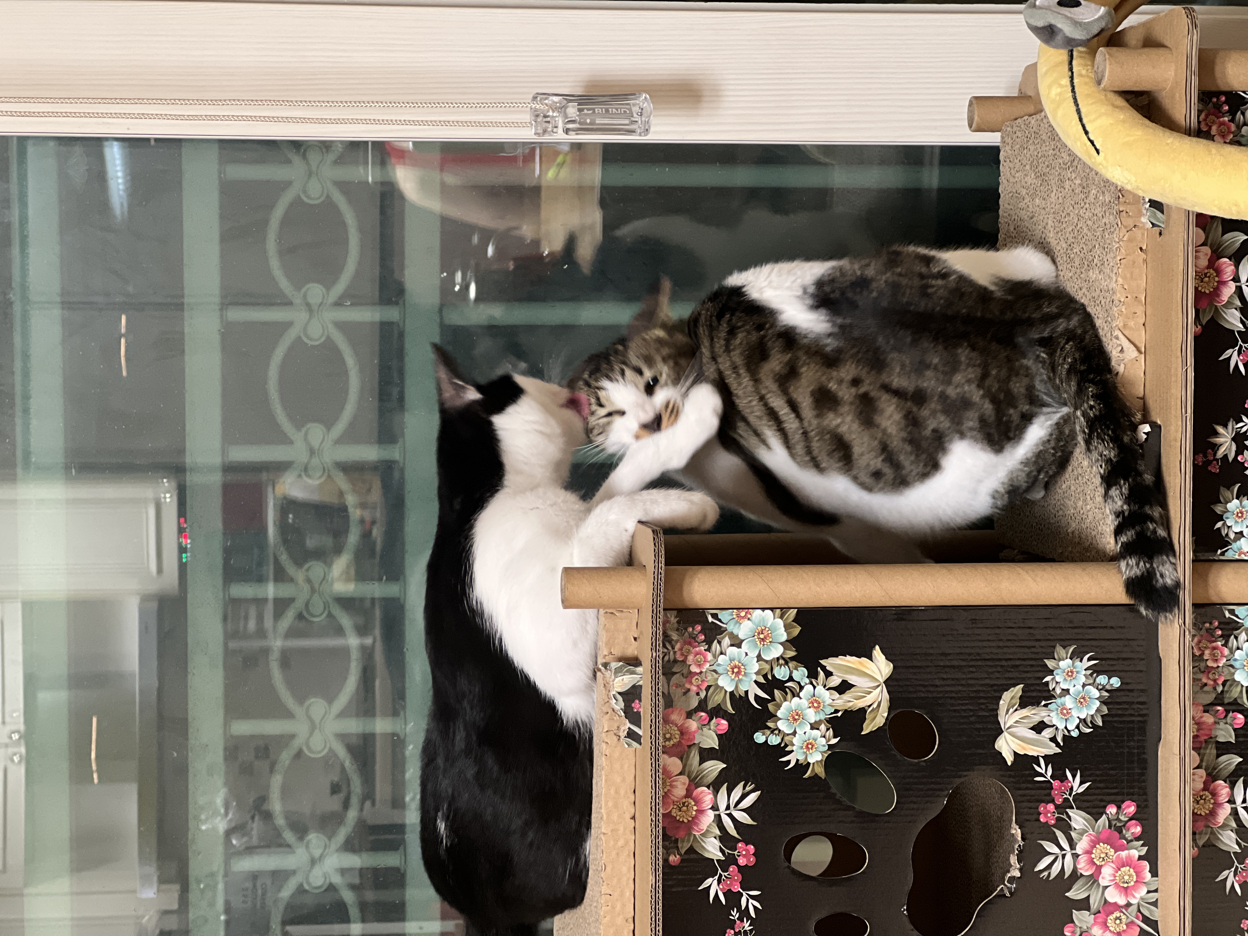 온독의 유일한 고양이였던 장미의 입양 한!!달!!차!!!후기입니다.