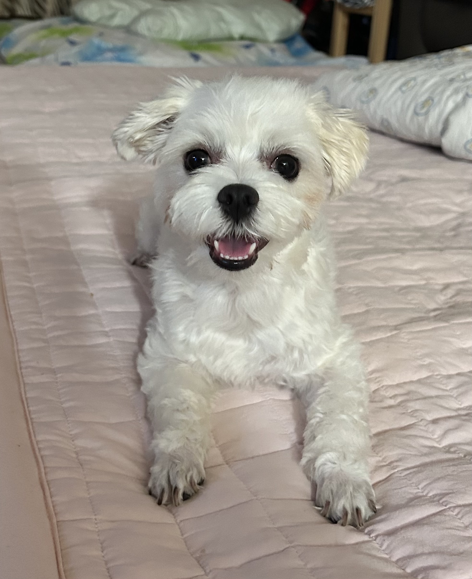 퐁이(구:강온이)가 온지 3개월이네요 