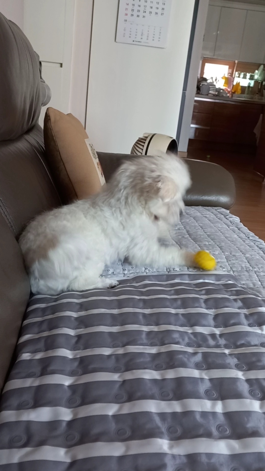 퐁이(구:강온이)가 온지 3개월이네요 