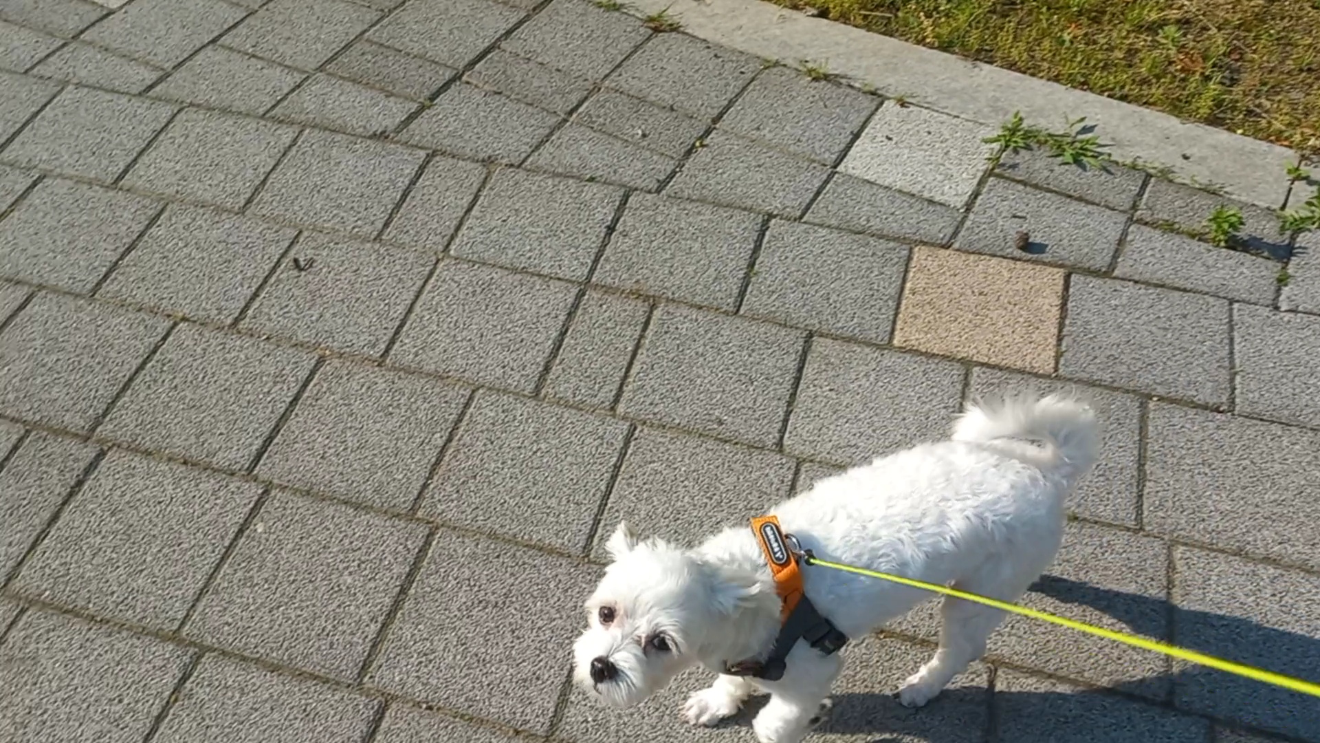 퐁이(구:강온이)가 온지 3개월이네요 