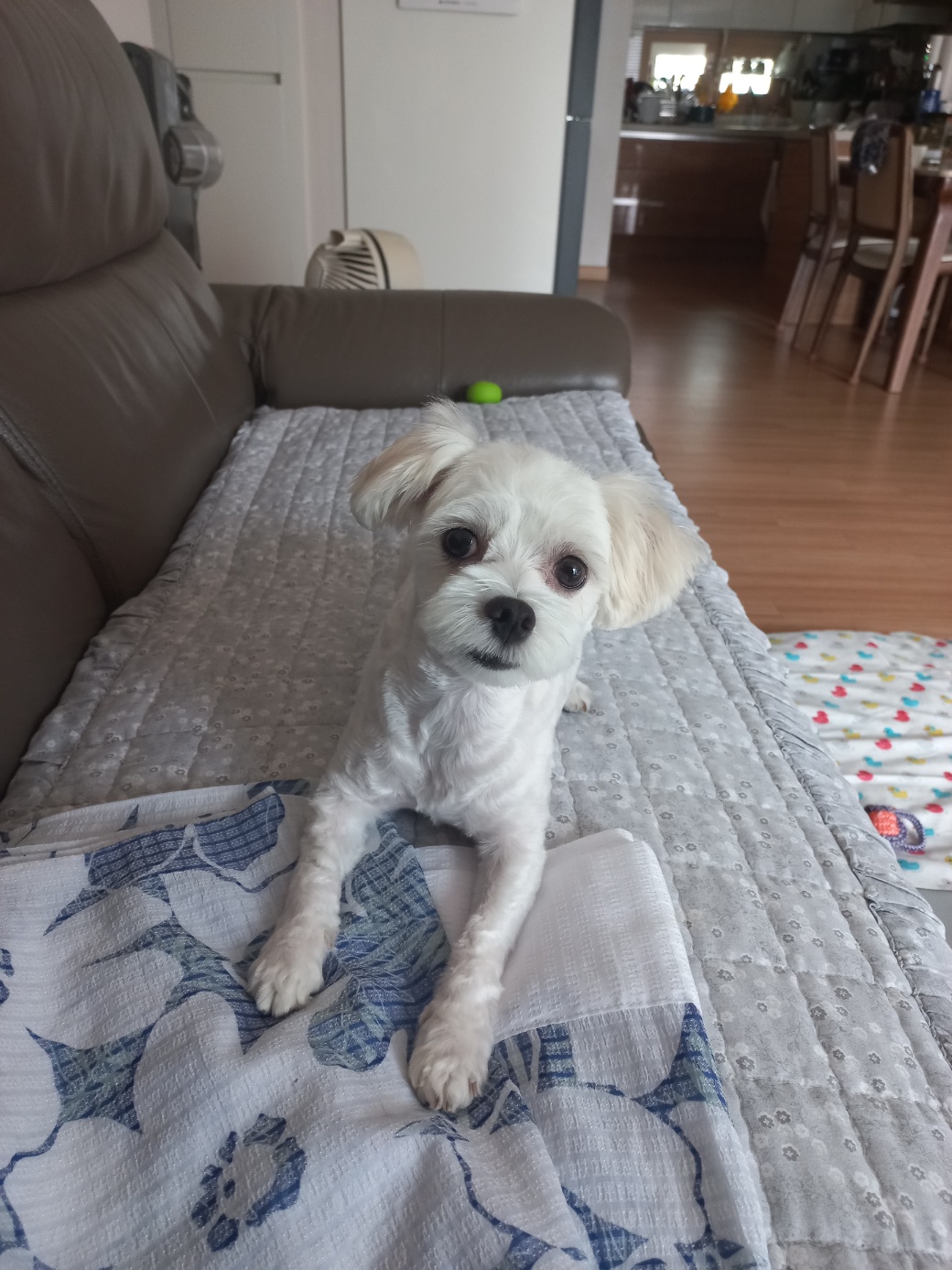 퐁이(구:강온이)가 온지 3개월이네요 